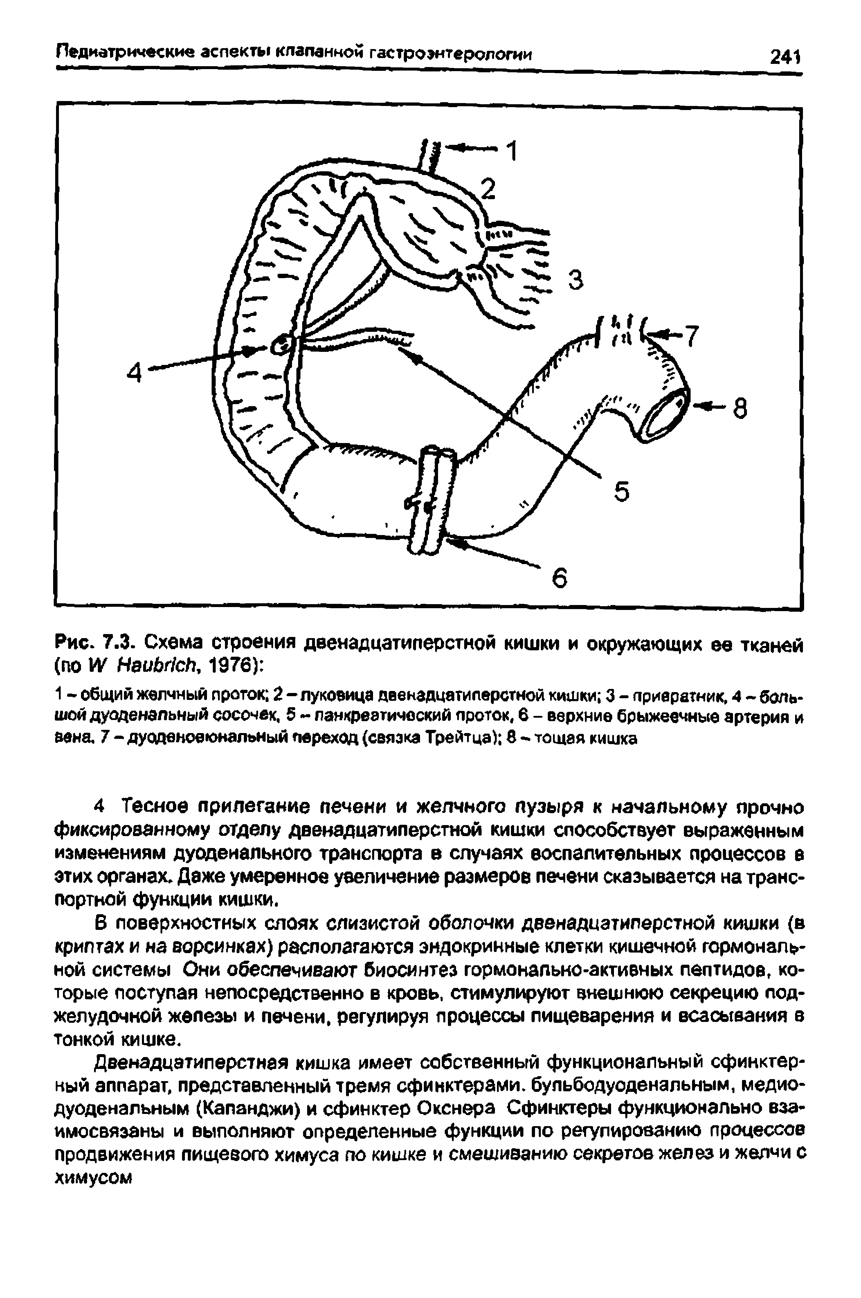 Рис. 7.3. Схема строения двенадцатиперстной кишки и окружающих ее тканей (по 1 НеиЬг1сЬ, 1976) ...