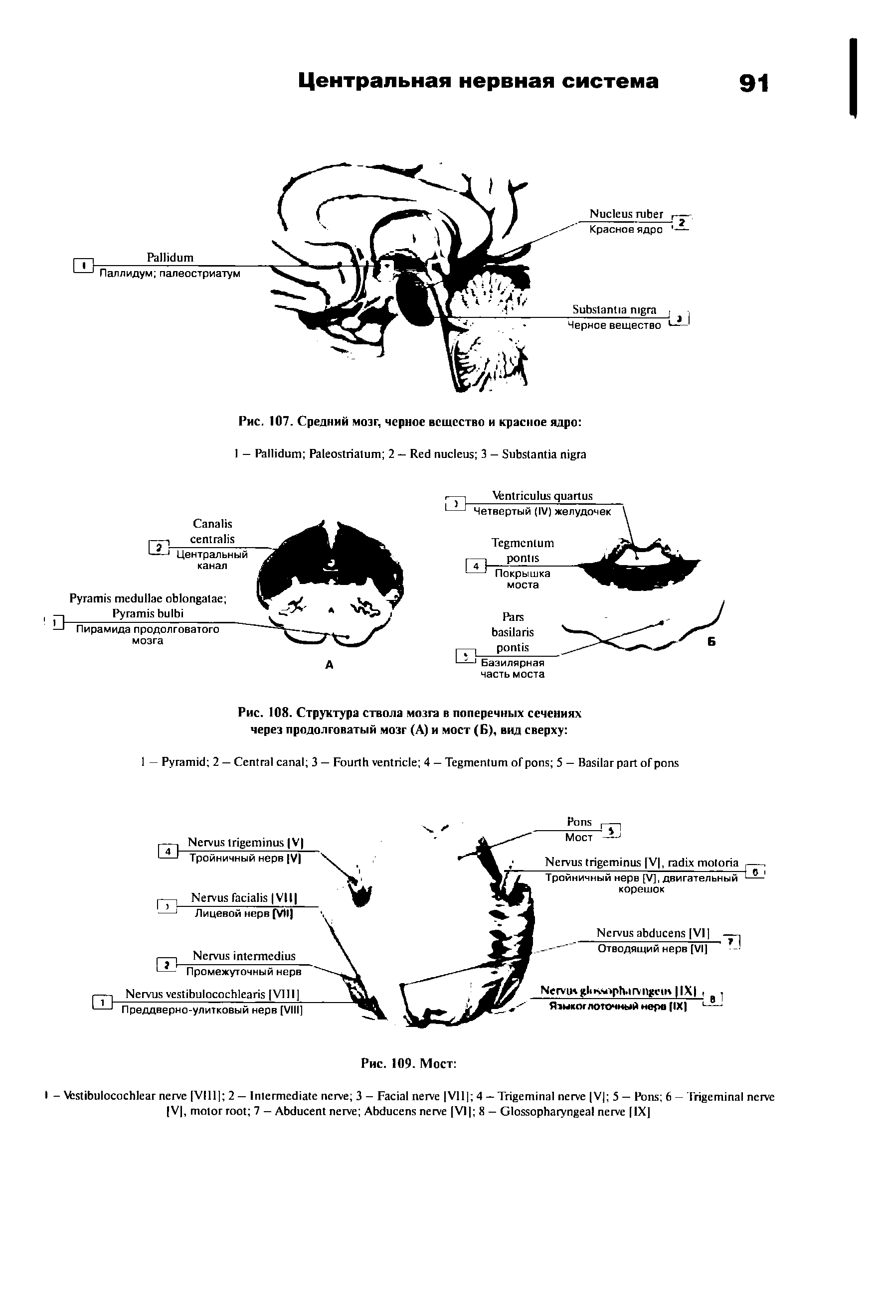 Рис. 108. Структура ствола мозга в поперечных сечениях через продолговатый мозг (А) и мост (Б), вид сверху ...