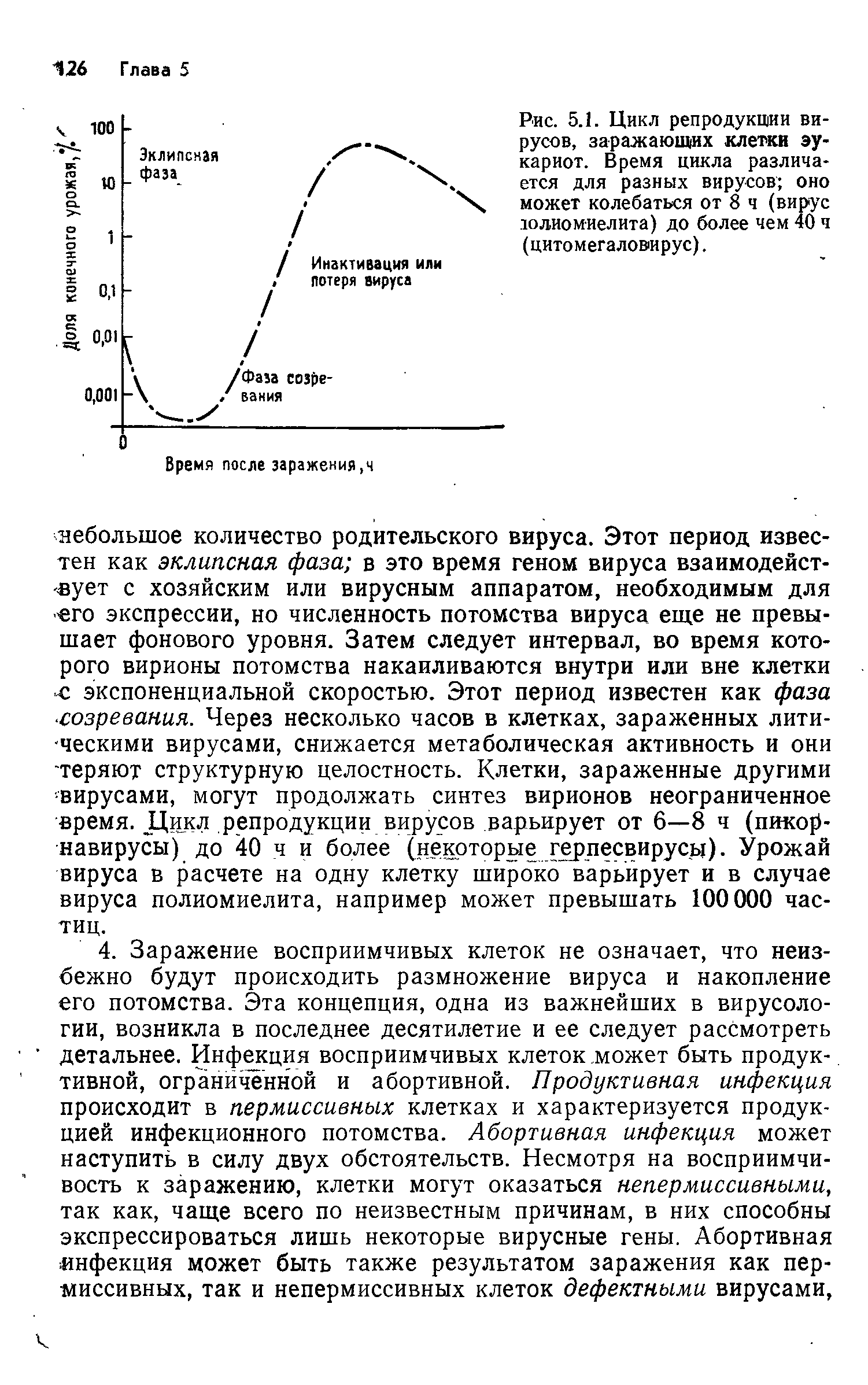 Рис. 5.1. Цикл репродукции вирусов, заражающих клетки эукариот. Время цикла различается для разных вирусов оно может колебаться от 8 ч (вирус толиомиелита) до более чем 40 ч (цитомегаловирус).