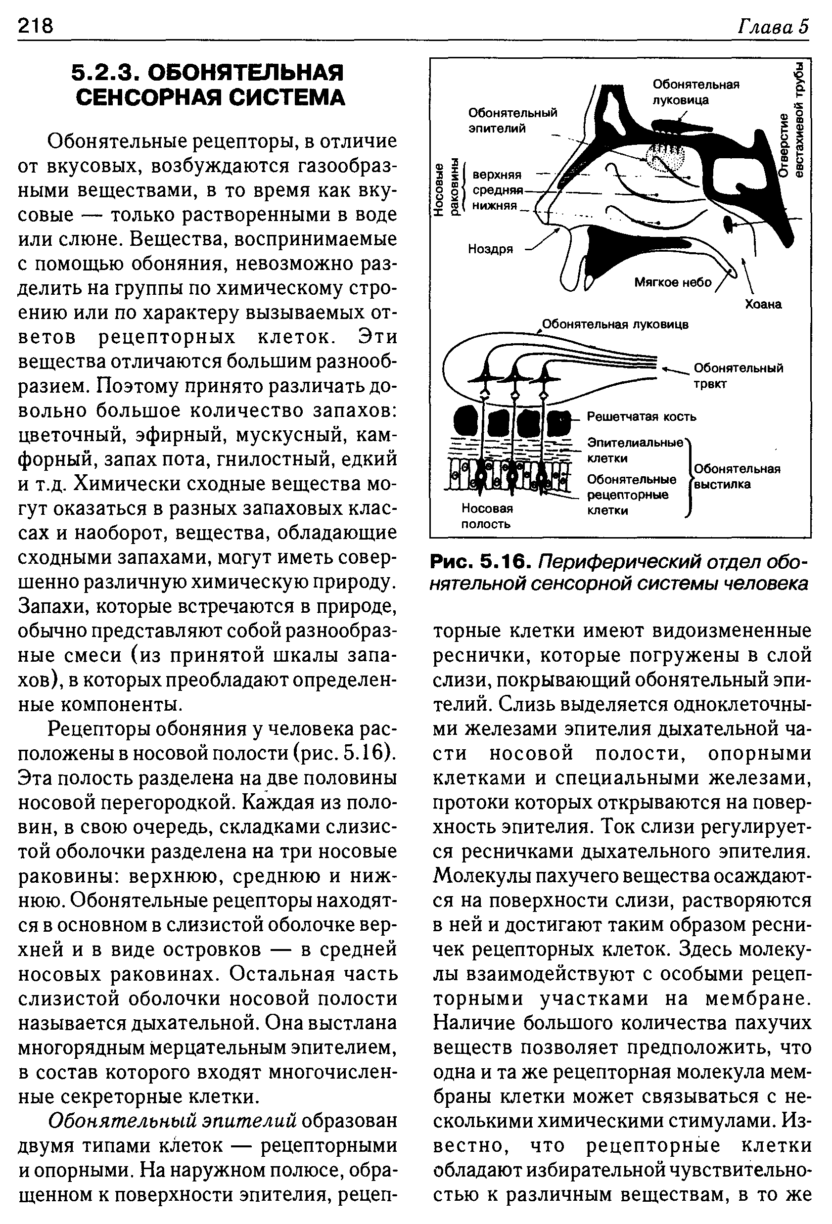 Рис. 5.16. Периферический отдел обонятельной сенсорной системы человека...