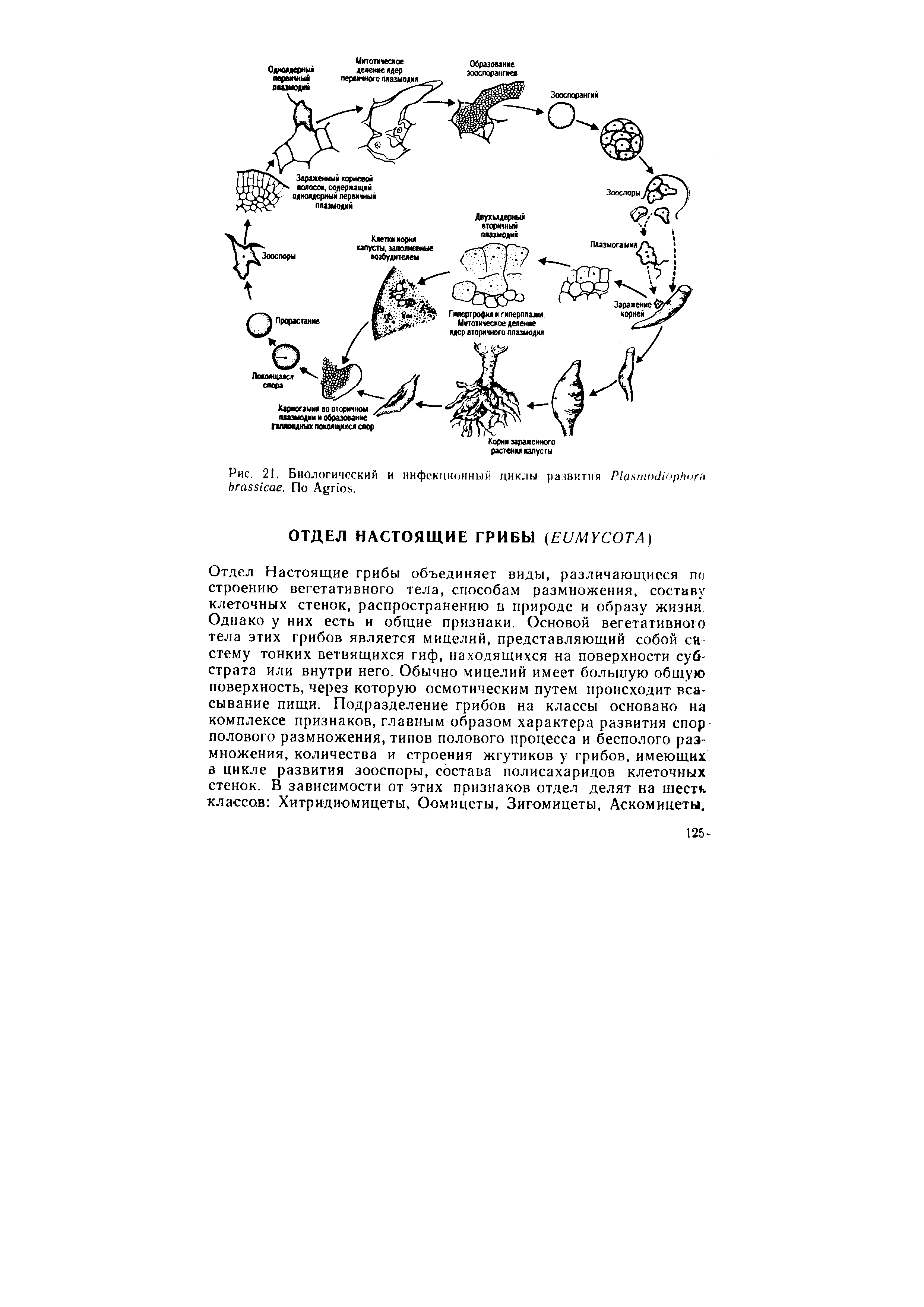 Рис. 21. Биологический и инфекционный циклы развития P . По A .