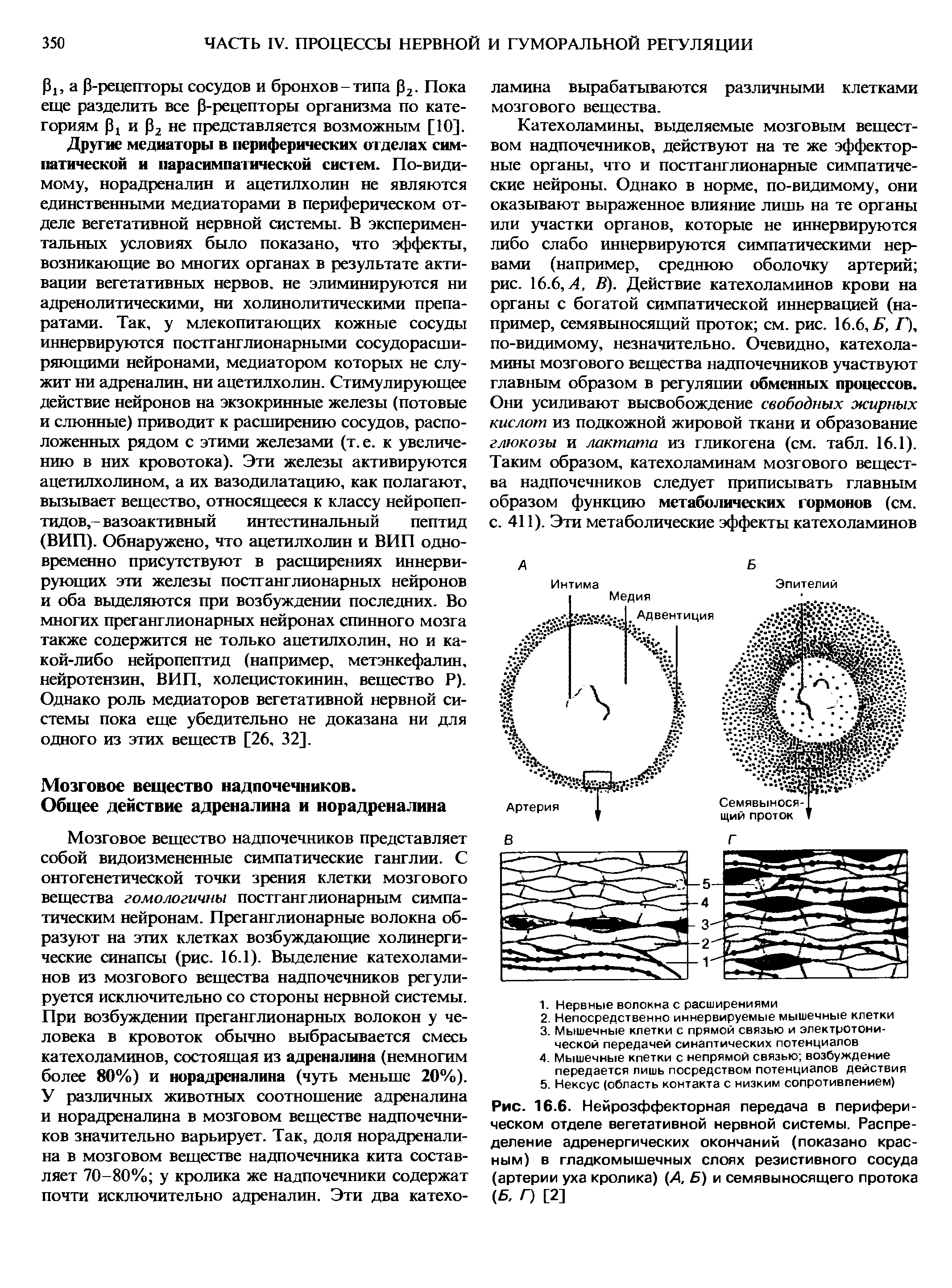 Рис. 16.6. Нейрозффекторная передача в периферическом отделе вегетативной нервной системы. Распределение адренергических окончаний (показано красным) в гладкомышечных слоях резистивного сосуда (артерии уха кролика) (А, Б) и семявыносящего протока (Б, Г) [2]...