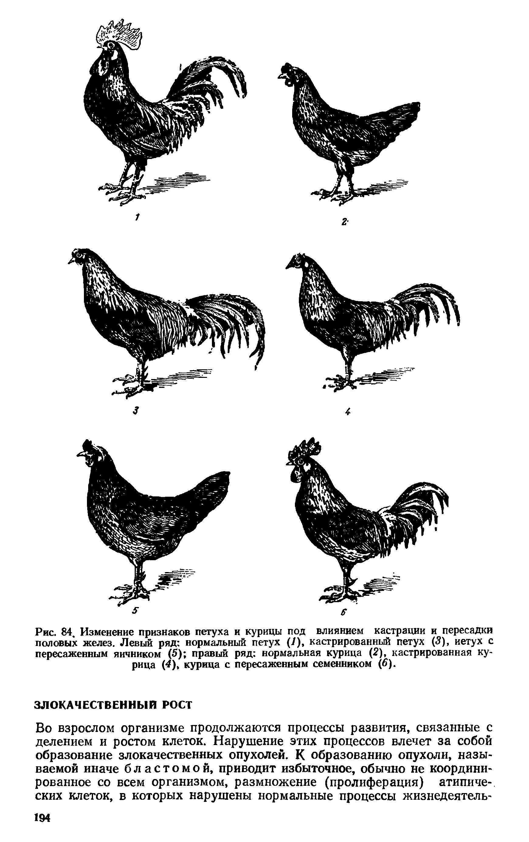 Рис. 84. Изменение признаков петуха и курицы под влиянием кастрации и пересадки половых желез. Левый ряд нормальный петух (/), кастрированный петух (3), иетух с пересаженным яичником (5) правый ряд нормальная курица (2), кастрированная курица (4), курица с пересаженным семенником (6).