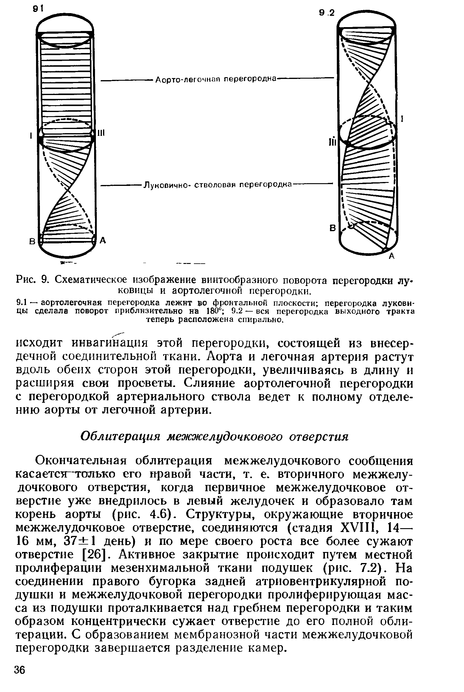 Рис. 9. Схематическое изображение винтообразного поворота перегородки луковицы и аортолегочной перегородки.