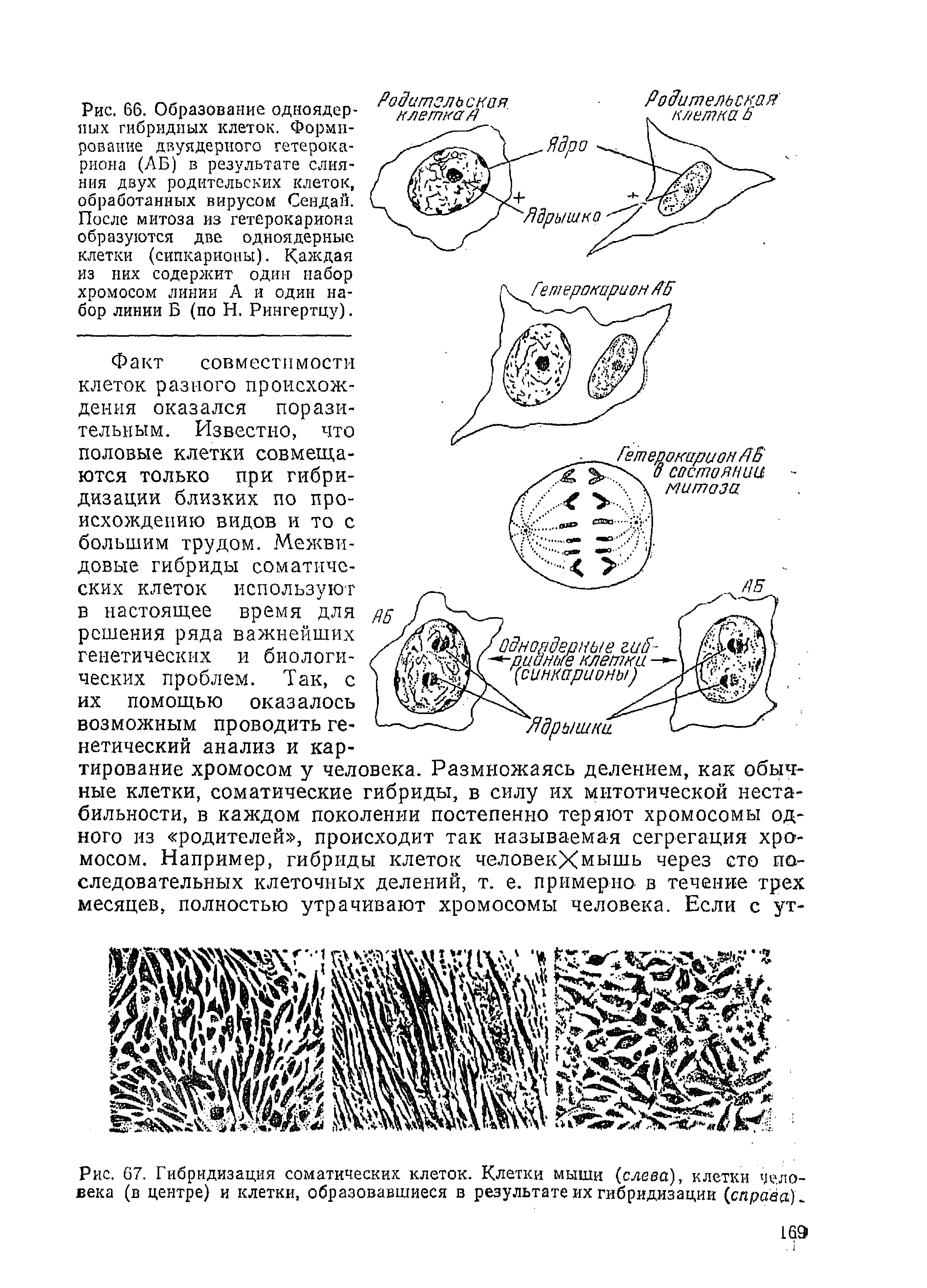 Рис. 67. Гибридизация соматических клеток. Клетки мыши (слева), клетки человека (в центре) и клетки, образовавшиеся в результате их гибридизации (слрава) ...