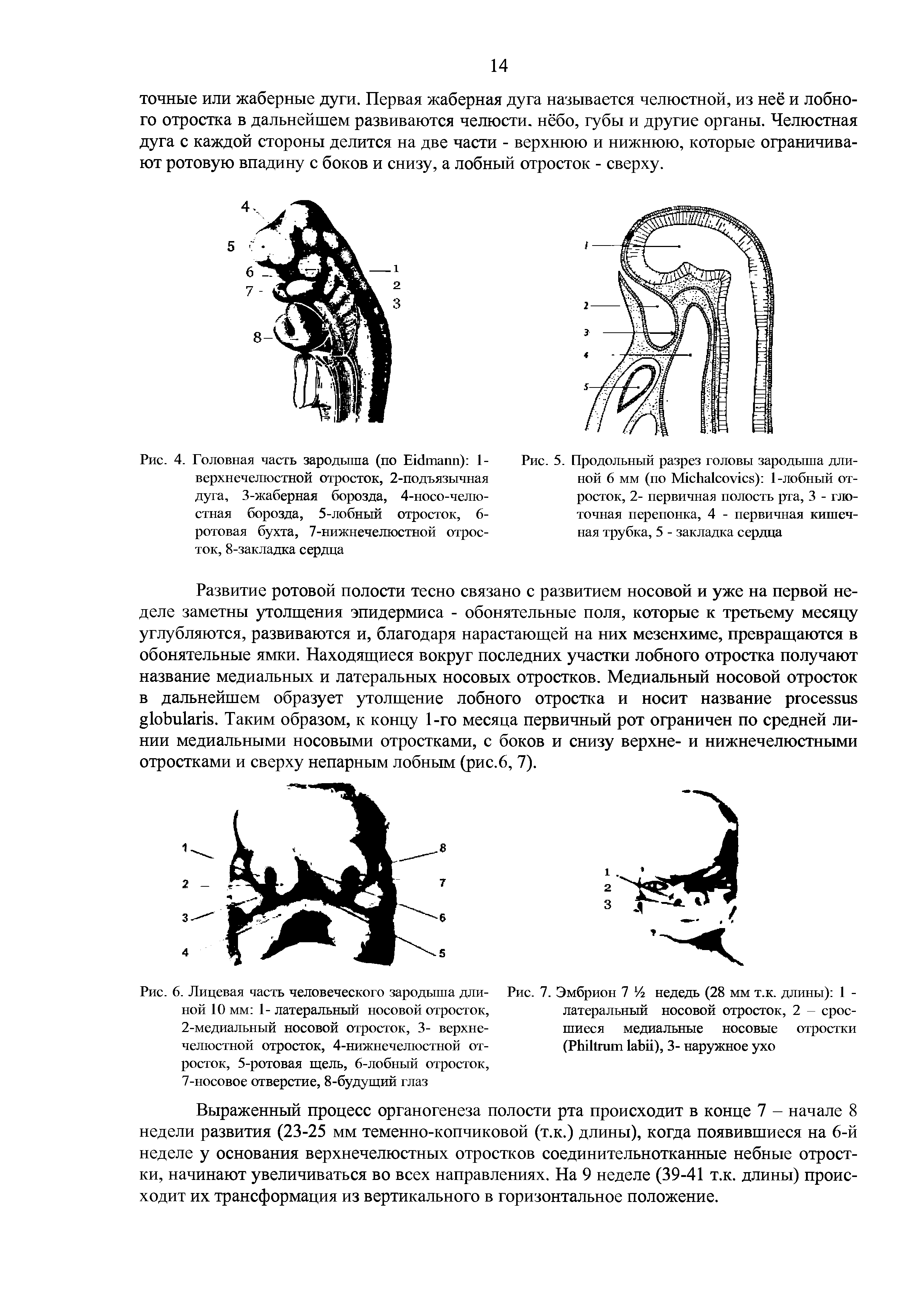 Рис. 4. Головная часть зародыша (по Е с1тапп) 1-верхнечелюстной отросток, 2-подъязычная дуга, 3-жаберная борозда, 4-носо-челю-стная борозда, 5-лобный отросток, 6-ротовая бухта, 7-нижнечелюстной отросток, 8-закладка сердца...