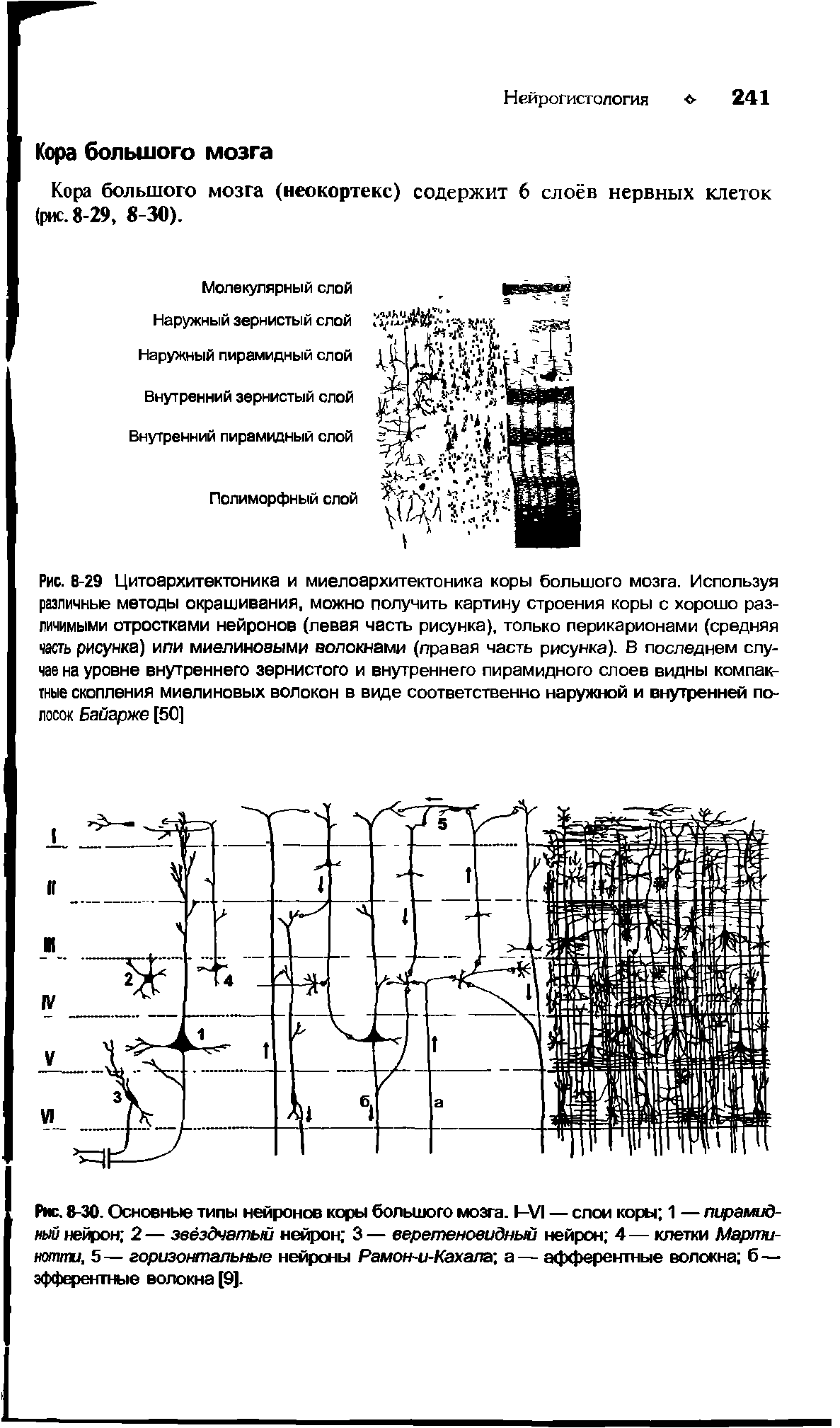 Рис. 8-30. Основные типы нейронов коры большого мозга. I—VI — слои коры 1 — лцрамид-кый нейрон 2 — звёздчатый нейрон 3 — ееретеновидный нейрон 4 — клетки Мартинотти. 5 — горизонтальные нейроны Рамон-и-Кахала а — афферентные волокна б — эфферентные волокна [9].