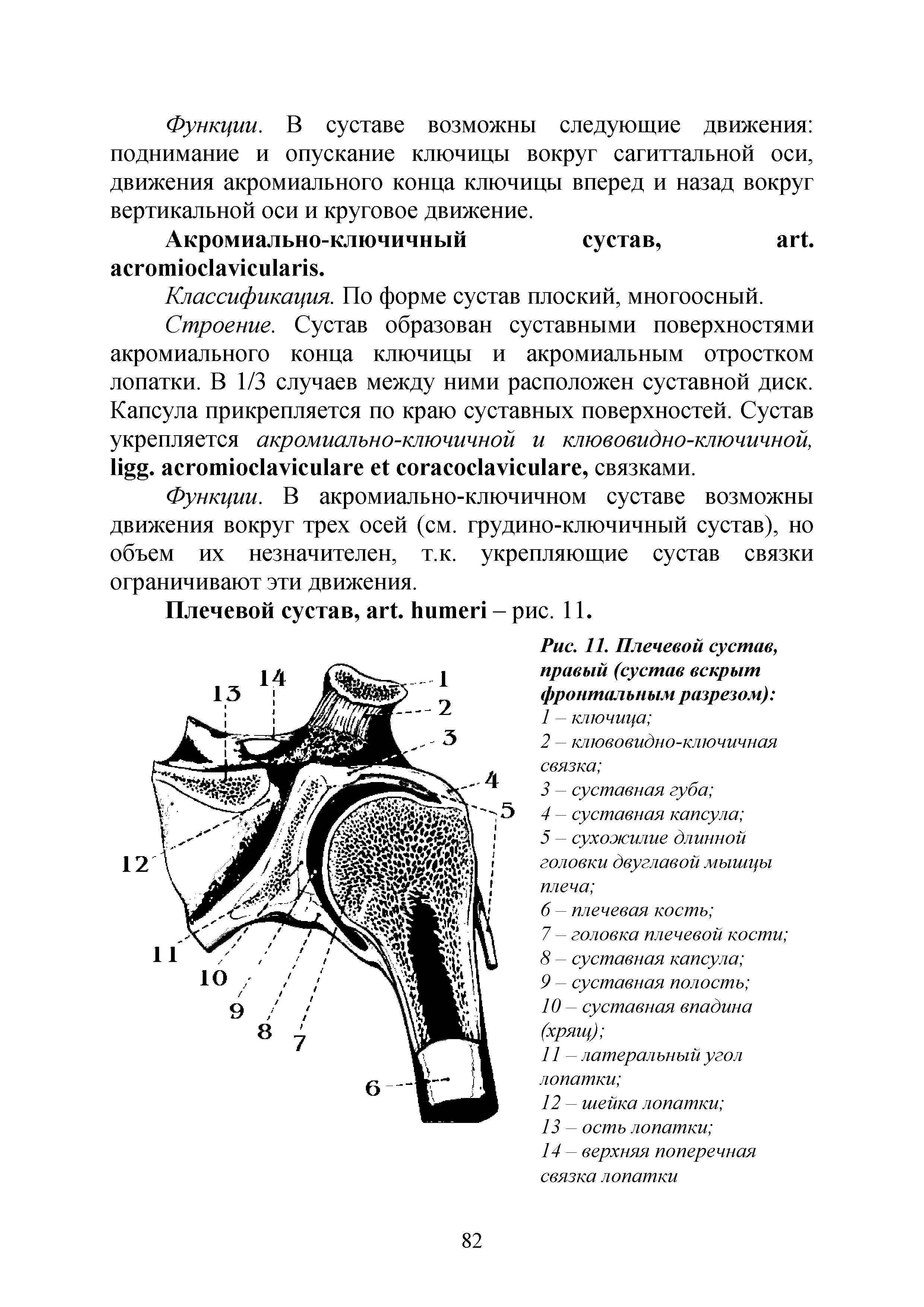 Рис. 11. Плечевой сустав, правый (сустав вскрыт фронтальным разрезом) ...