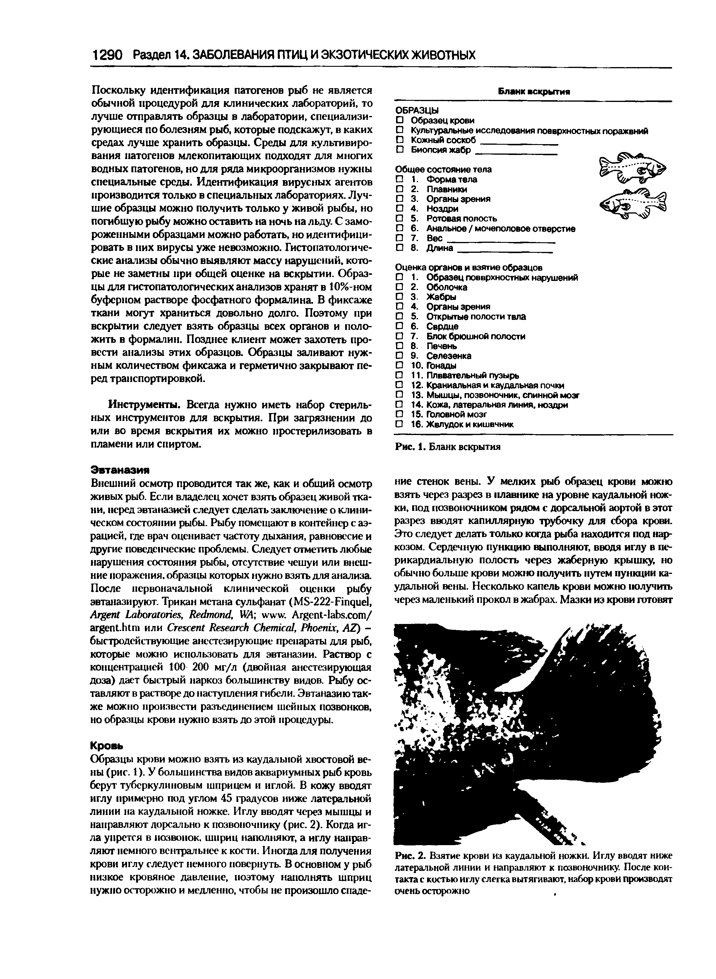 Рис. 2. Взятие крови из каудальной ножки. Иглу вводят ниже латеральной линии и направляют к позвоночнику. После контакта с костью иглу слегка вытягивают, набор крови производят очень осторожно...