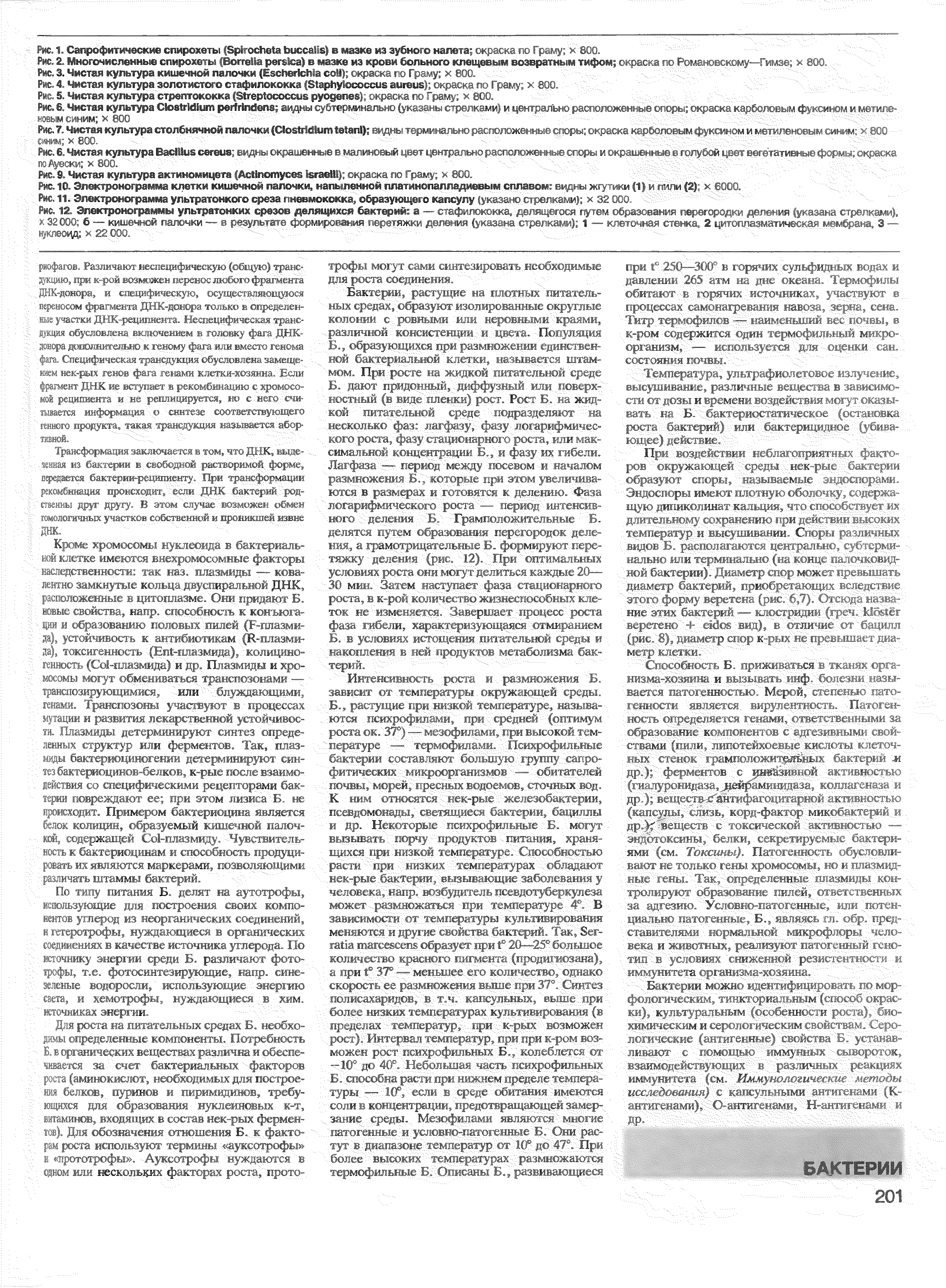 Рис. 2. Многочисленные спирохеты (B ) в мазке из крови больного кпеи вым возвратным тифом окраска по Романовскому—Гимзе х 800.