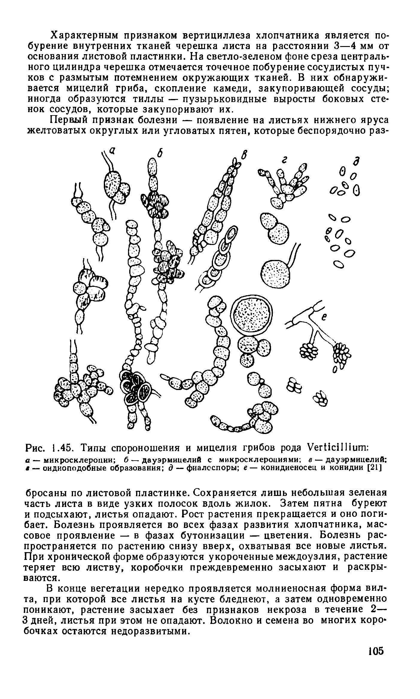 Рис. 1.45. Типы спороношения и мицелия грибов рода УегНсПИшп а — микросклероции б — дауэрмицелиА с микросклероциями в — дауэрмицелиА в — оидиоподобные образования д — фиалсспоры е — конидиеносец и конидии [21]...