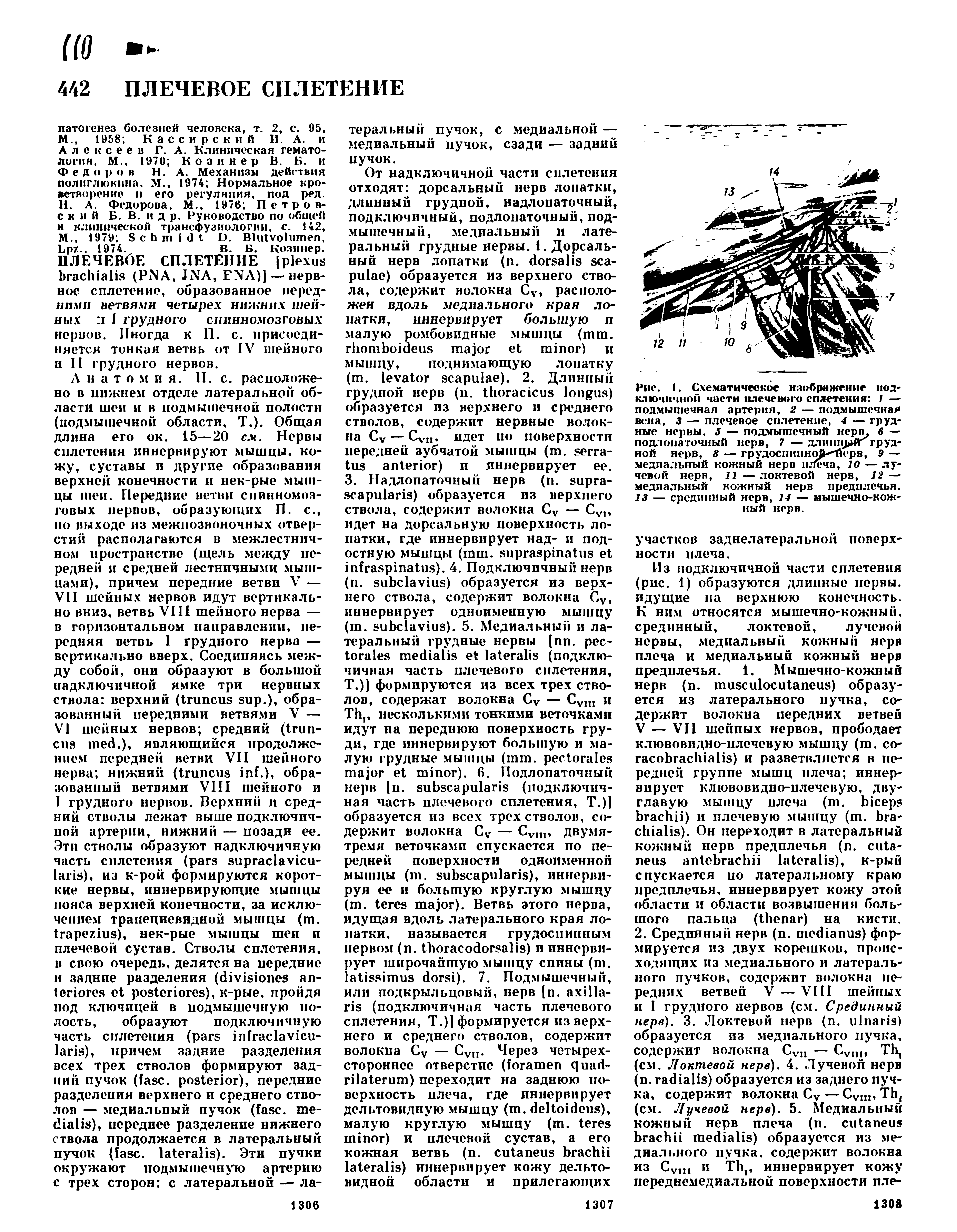 Рис. 1. Схематическое изображение иод ключичной части плечевого сплетения 1 — подмышечная артерия. 2 — подмышечная вена, 3 — плечевое сплетение, 4 — грудные нервы, 5 — подмышечный нерв, б — подлопаточный нерв, 7 — длинн>йг грудной нерв, 8 — грудоспиншИИ Йсрв, 9 — медиальный кожный нерв пЛеча, 10 — лучевой нерв, 11 — локтевой нерв, 12 — медиальный кожный нерв предплечья. 13 — срединный нерв, 14 — мышечно-кожный нерв.