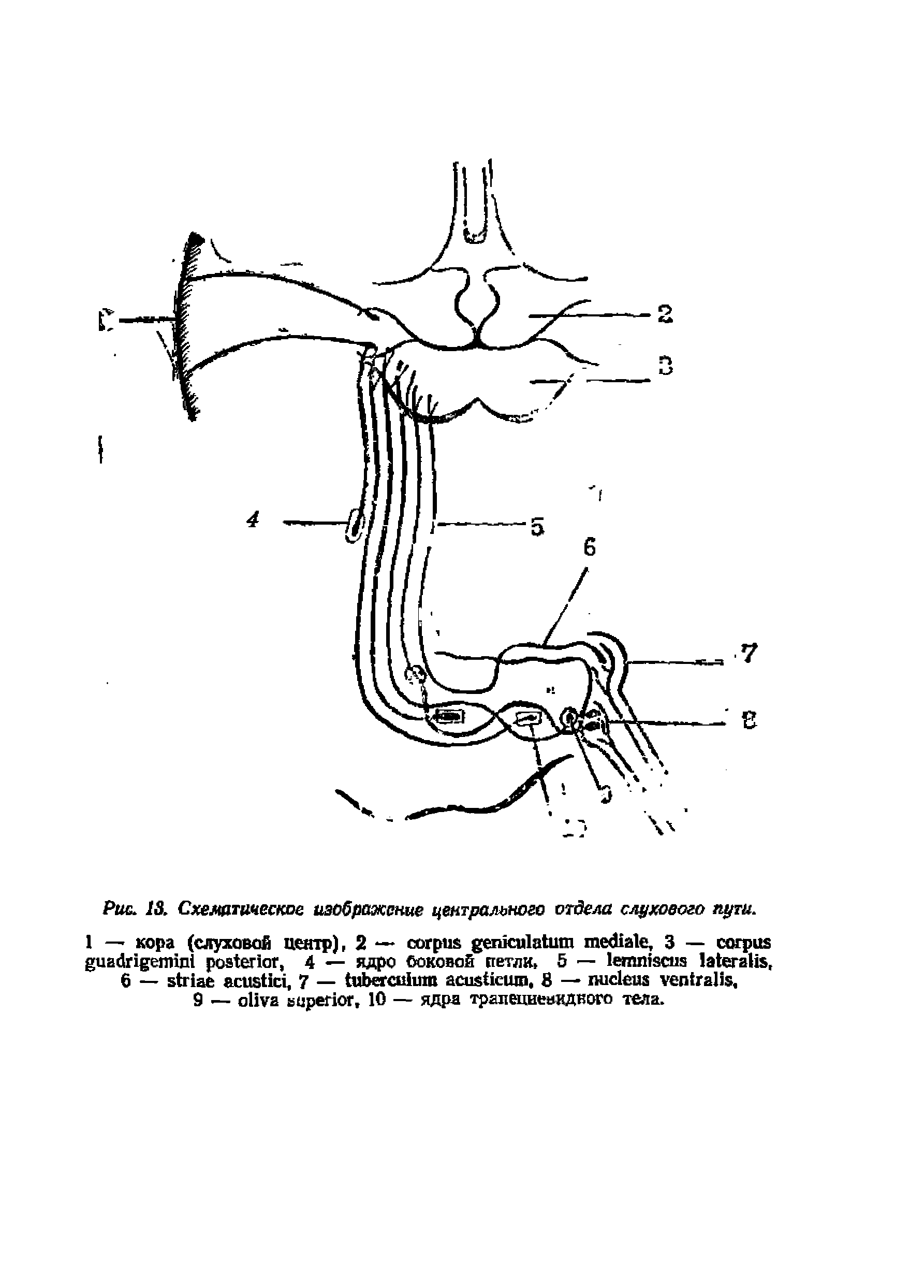 Рис. 13. Схематическое изображение центрального отдела слухового пути.
