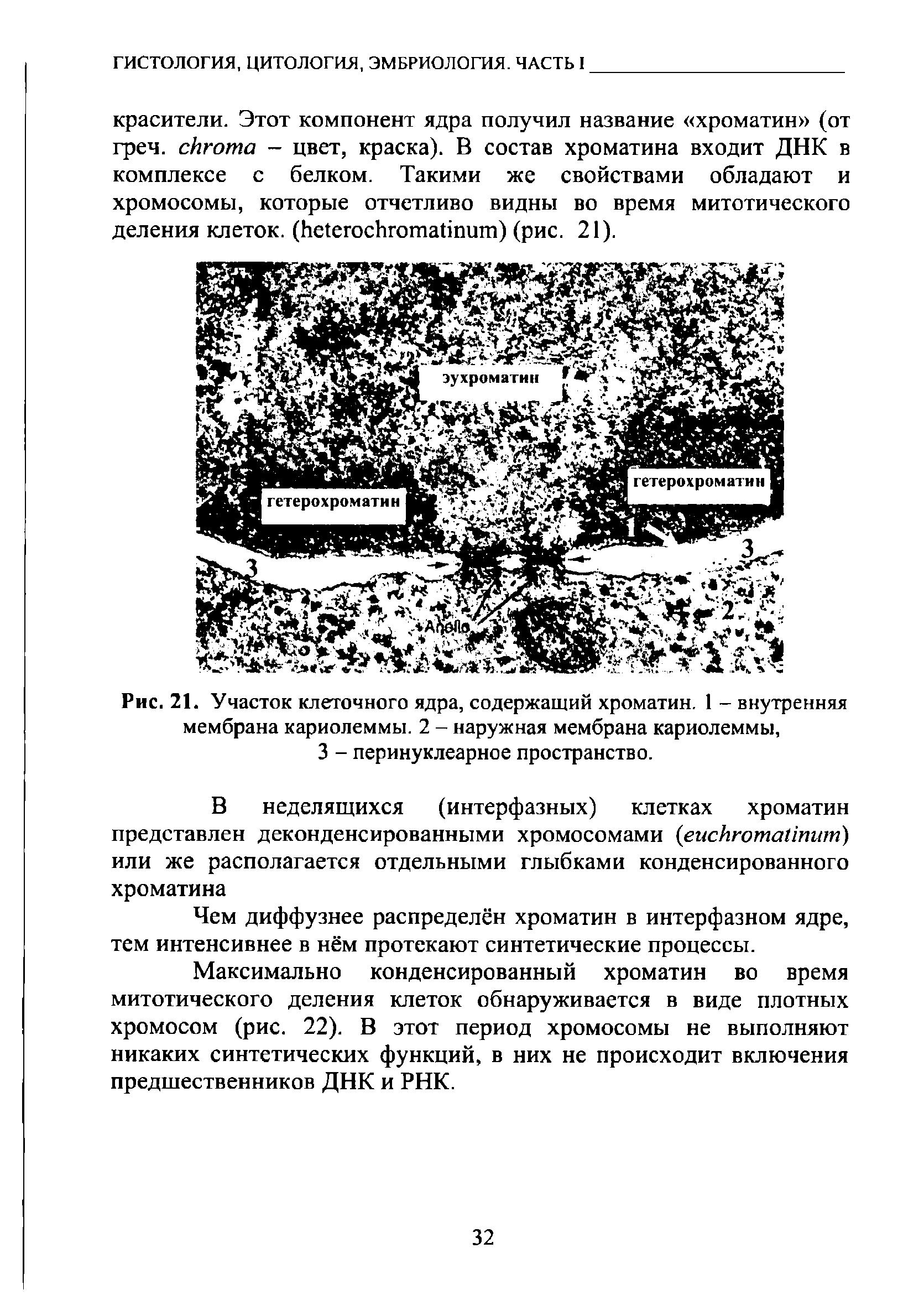 Рис. 21. Участок клеточного ядра, содержащий хроматин. 1 - внутренняя мембрана кариолеммы. 2 - наружная мембрана кариолеммы, 3 - перинуклеарное пространство.