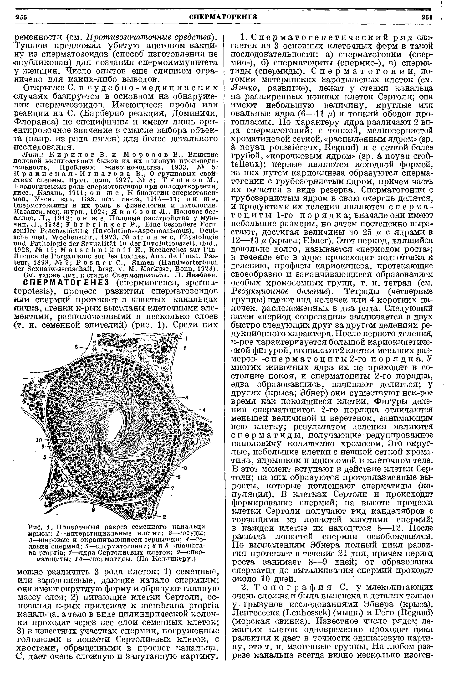 Рис. 1. Поперечный разрез семенного канальца крысы 1—интерстициальные клетки 2—сосуды 3—жировые и окрашивающиеся зерцышки 4,—головки спермий 5—сперматогонии 6 и — J—ядра Сертолисвых клеток 9—сперматоциты 10—сперматиды. (По Келликеру.)...