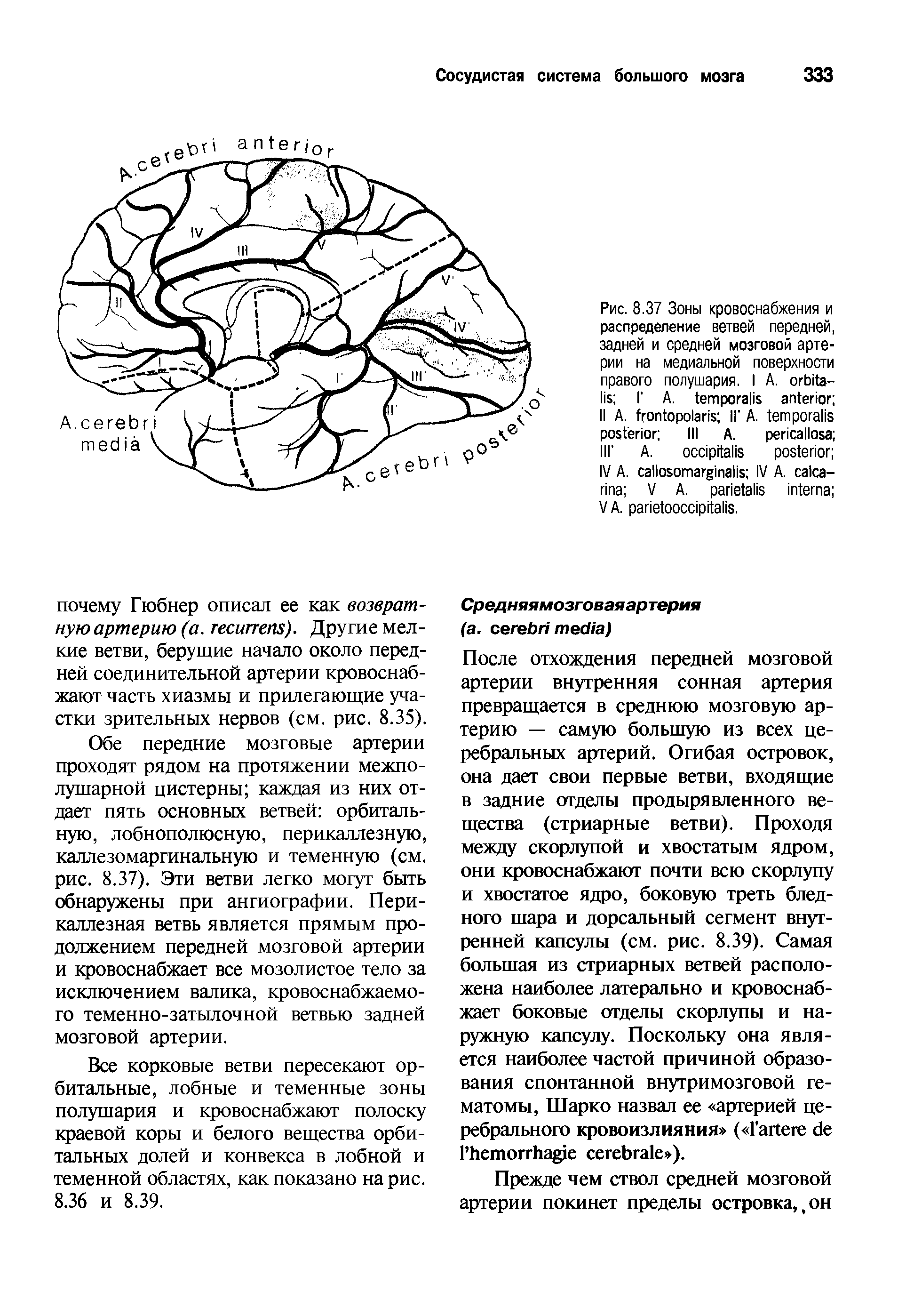 Рис. 8.37 Зоны кровоснабжения и распределение ветвей передней, задней и средней мозговой артерии на медиальной поверхности правого полушария. I A. - Г A. II A. II A. III A. III A. ...