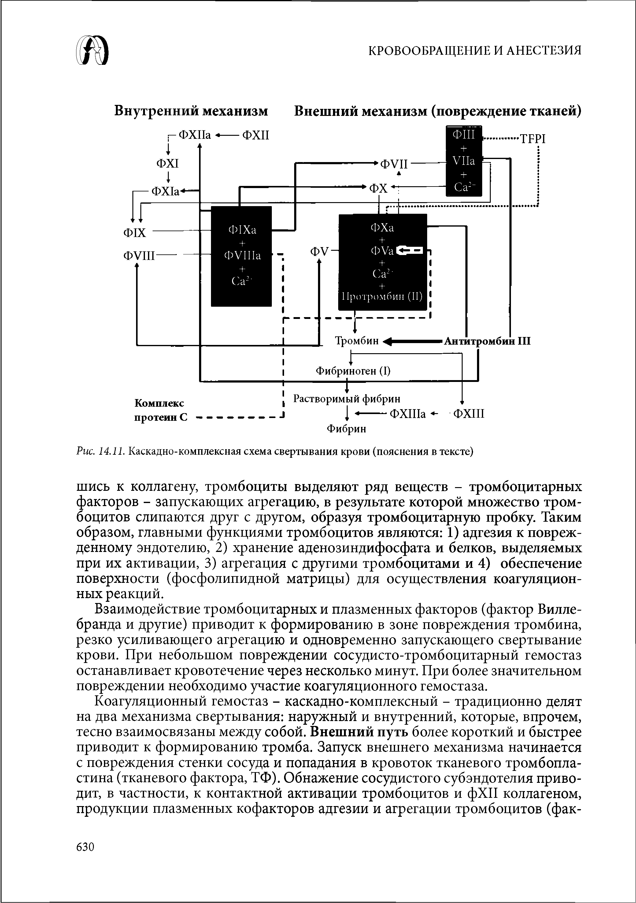 Рис. 14.11. Каскадно-комплексная схема свертывания крови (пояснения в тексте)...