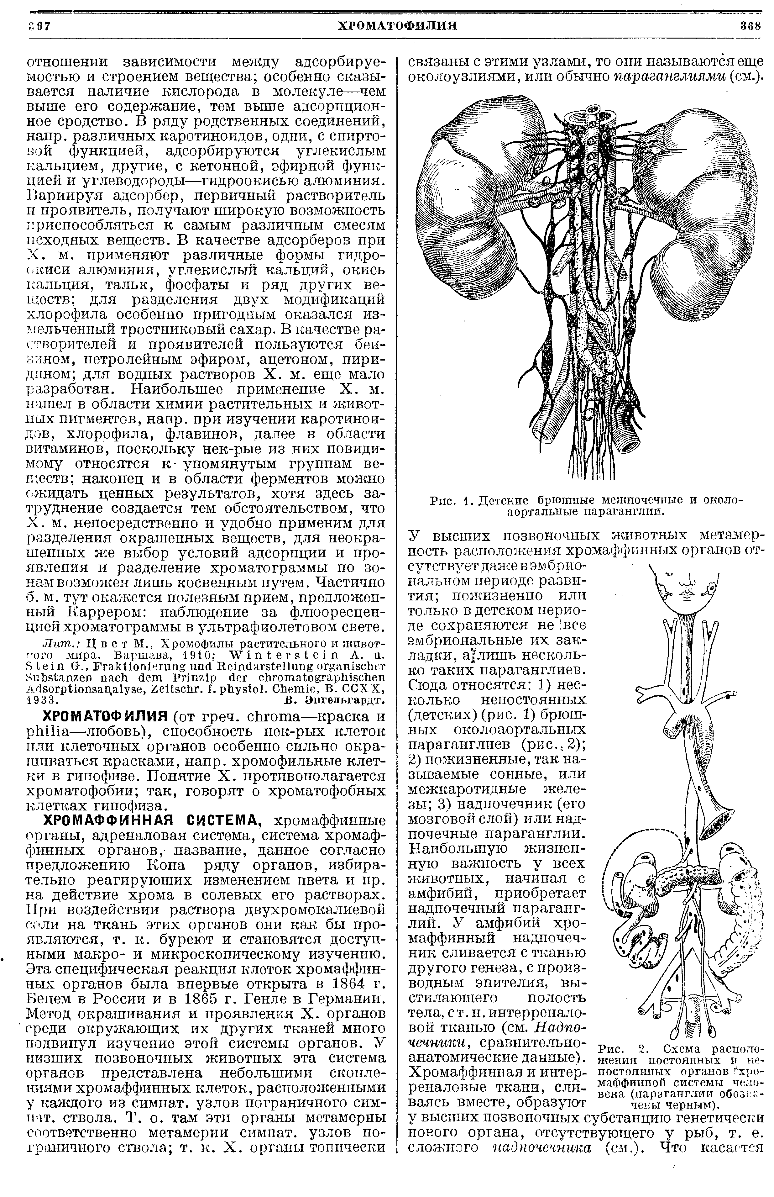 Рис. 1. Детские брюшные межпочечные и около-аортальные параганглии.