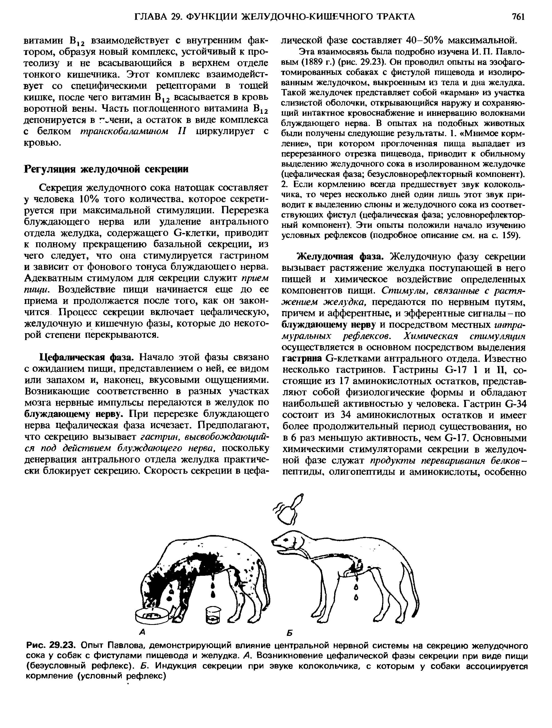 Рис. 29.23. Опыт Павлова, демонстрирующий влияние центральной нервной системы на секрецию желудочного сока у собак с фистулами пищевода и желудка. А. Возникновение цефалической фазы секреции при виде пищи (безусловный рефлекс). Б. Индукция секреции при звуке колокольчика, с которым у собаки ассоциируется кормление (условный рефлекс)...