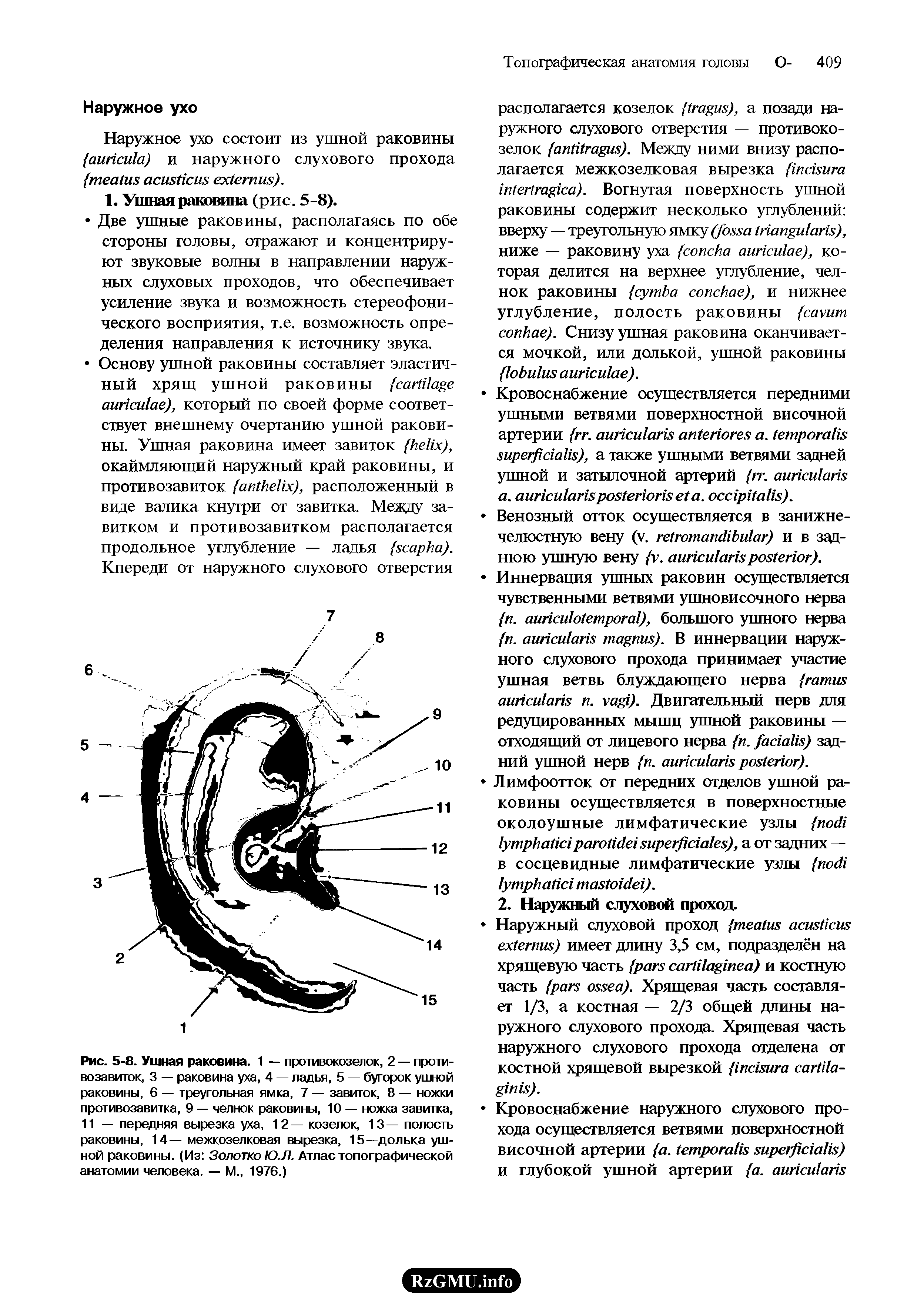 Рис. 5-8. Ушная раковина. 1 — противокозелок, 2 — противозавиток, 3 — раковина уха, 4 — ладья, 5 — бугорок ушной раковины, 6 — треугольная ямка, 7 — завиток, 8 — ножки противозавитка, 9 — челнок раковины, 10 — ножка завитка, 11 — передняя вырезка уха, 12 — козелок, 13— полость раковины, 14—межкозелковая вырезка, 15—долька ушной раковины. (Из Золотко Ю.Л. Атлас топографической анатомии человека. — М., 1976.)...