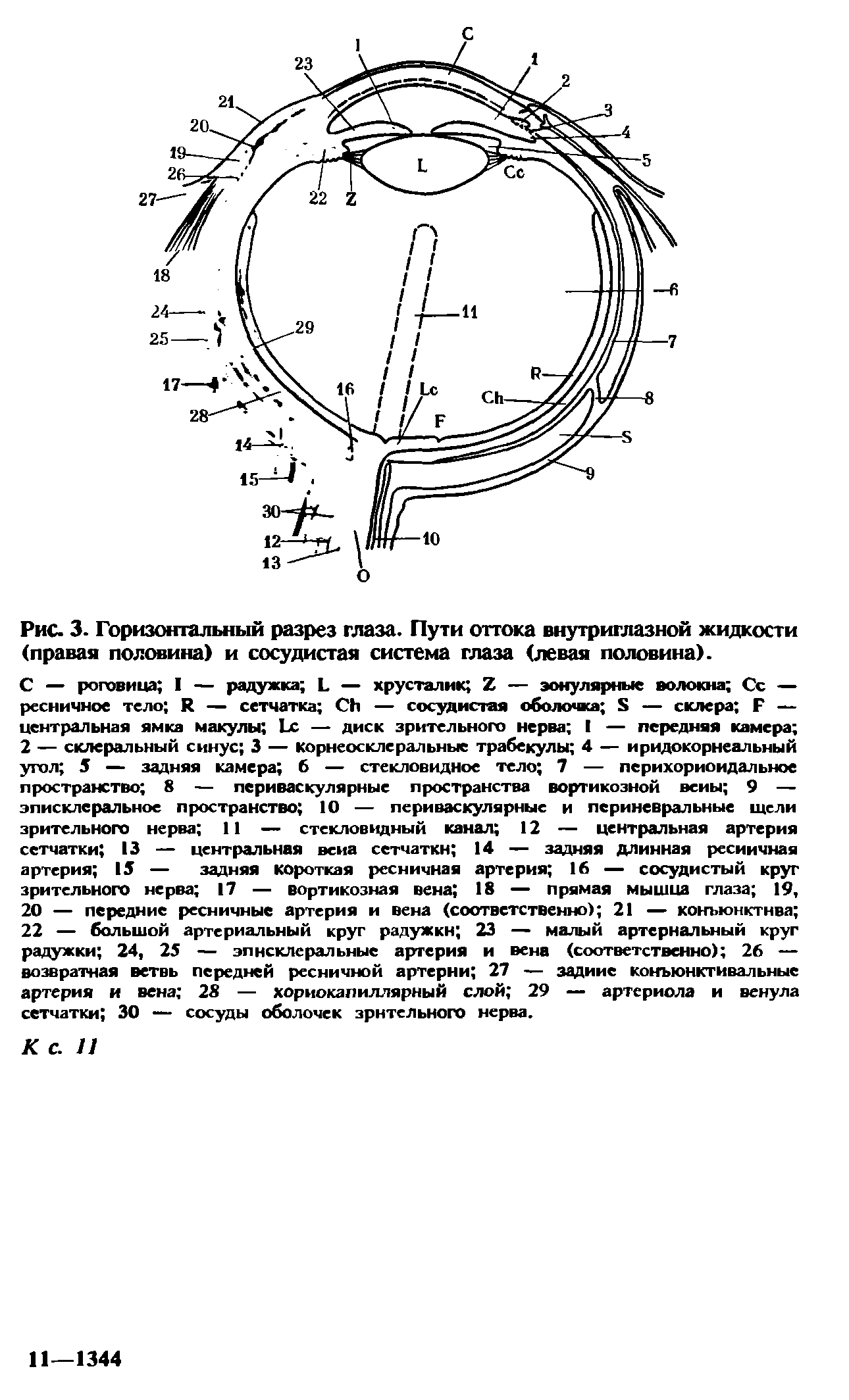 Рис. 3. Горизонтальный разрез глаза. Пути оттока внутриглазной жидкости (правая половина) и сосудистая система глаза (левая половина).