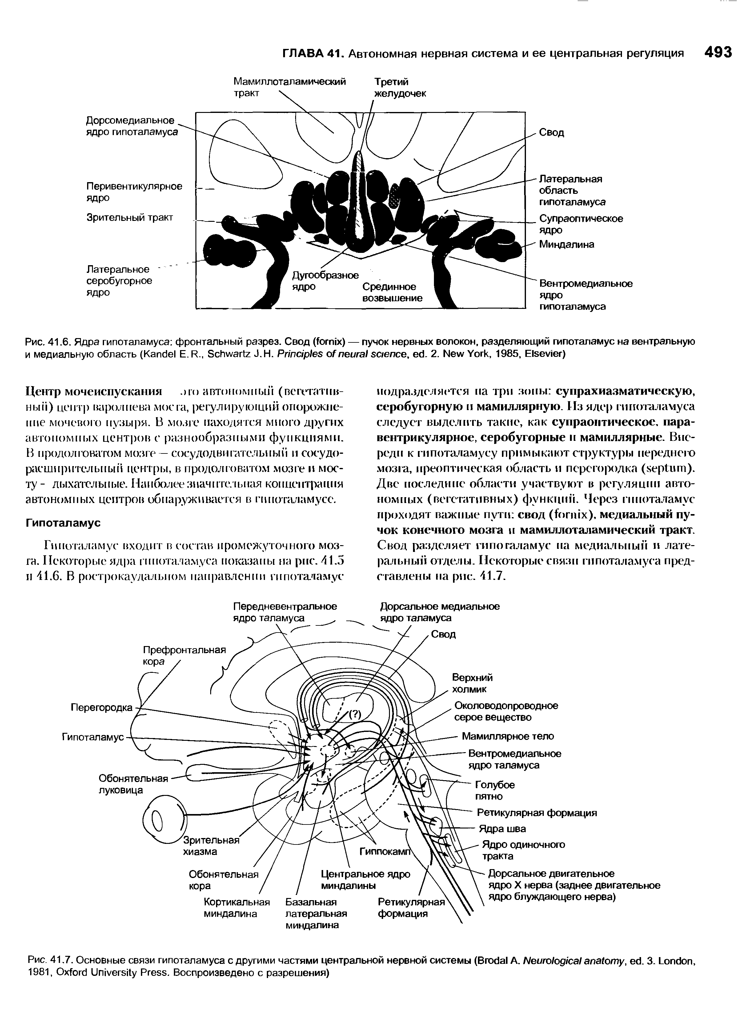 Рис. 41.6. Ядра гипоталамуса фронтальный разрез. Свод ( ) — пучок нервных волокон, разделяющий гипоталамус на вентральную и медиальную область (K Е. R., S J. Н. P , . 2. N Y , 1985, E )...