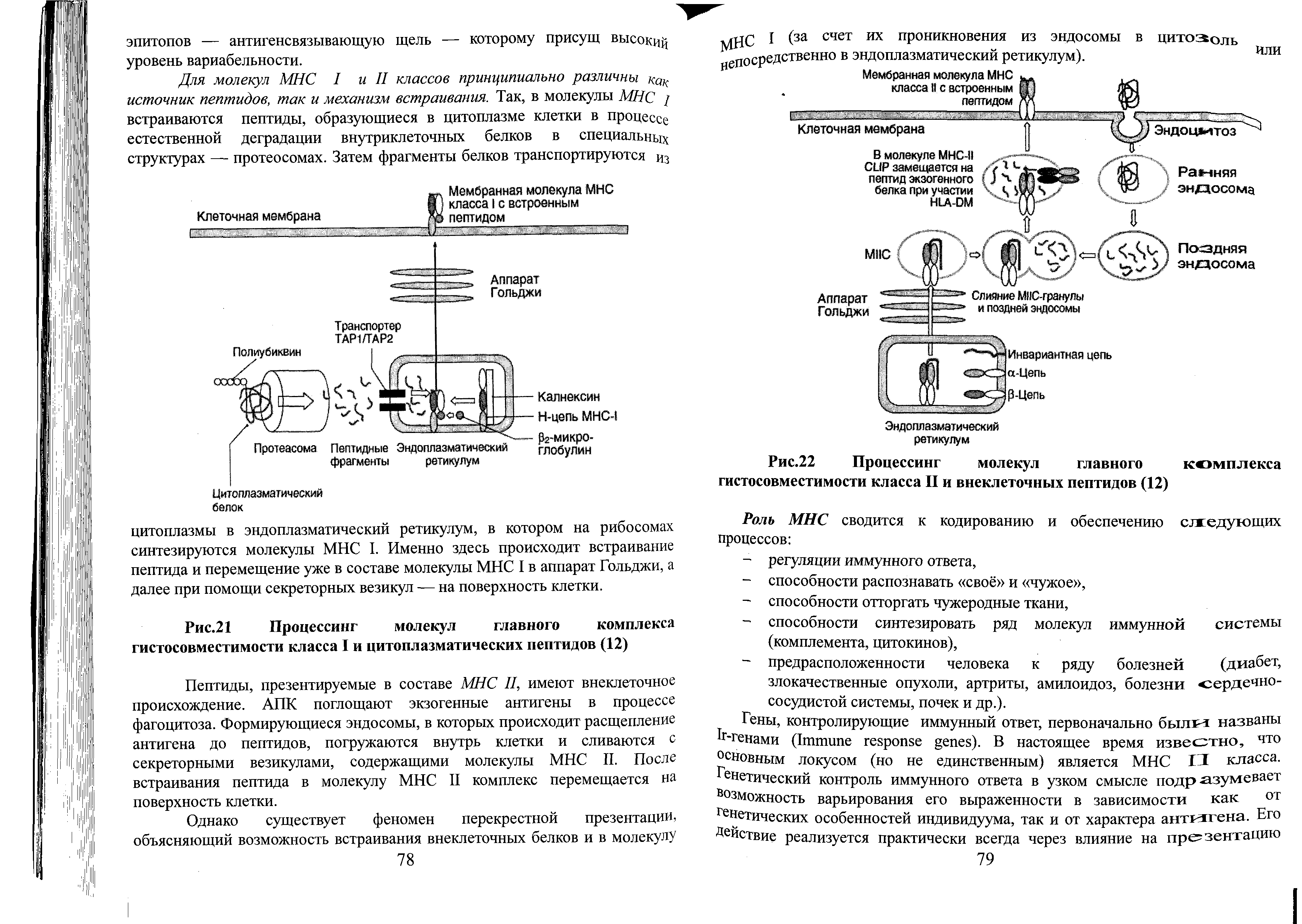 Рис.21 Процессинг молекул главного комплекса гистосовместимости класса I и цитоплазматических пептидов (12)...