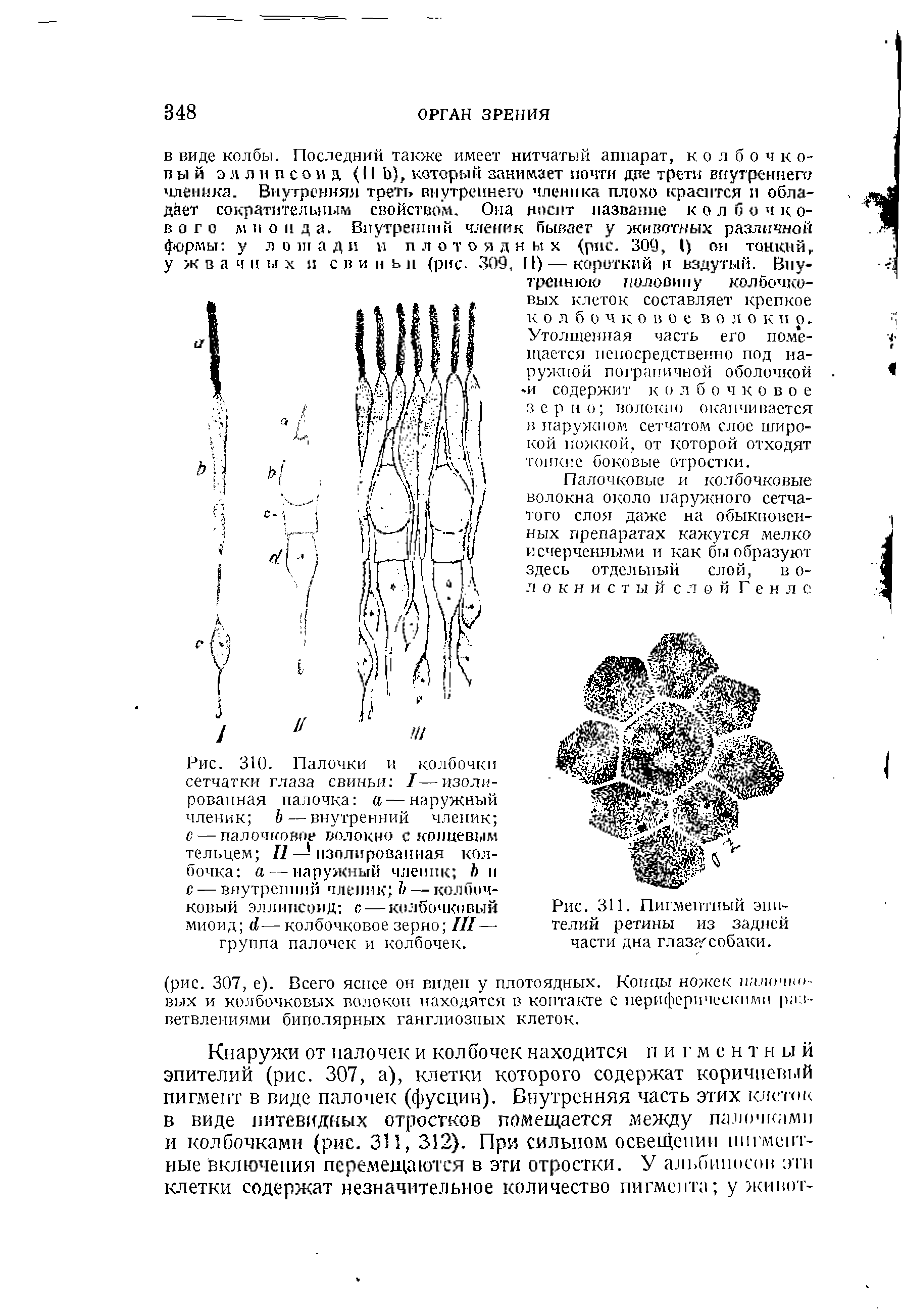 Рис. 310. Палочки и колбочки сетчатки глаза свиньи I—изолированная палочка а—наружный членик Ь — внутренний членик о — палочковое волокно с концевым тельцем //— изолированная колбочка а — наружный членик Ь и с — внутренний членик Ъ— колбочковый эллипсоид с — колбочковый миоид (I—колбочковое зерно ///— группа палочек и колбочек.