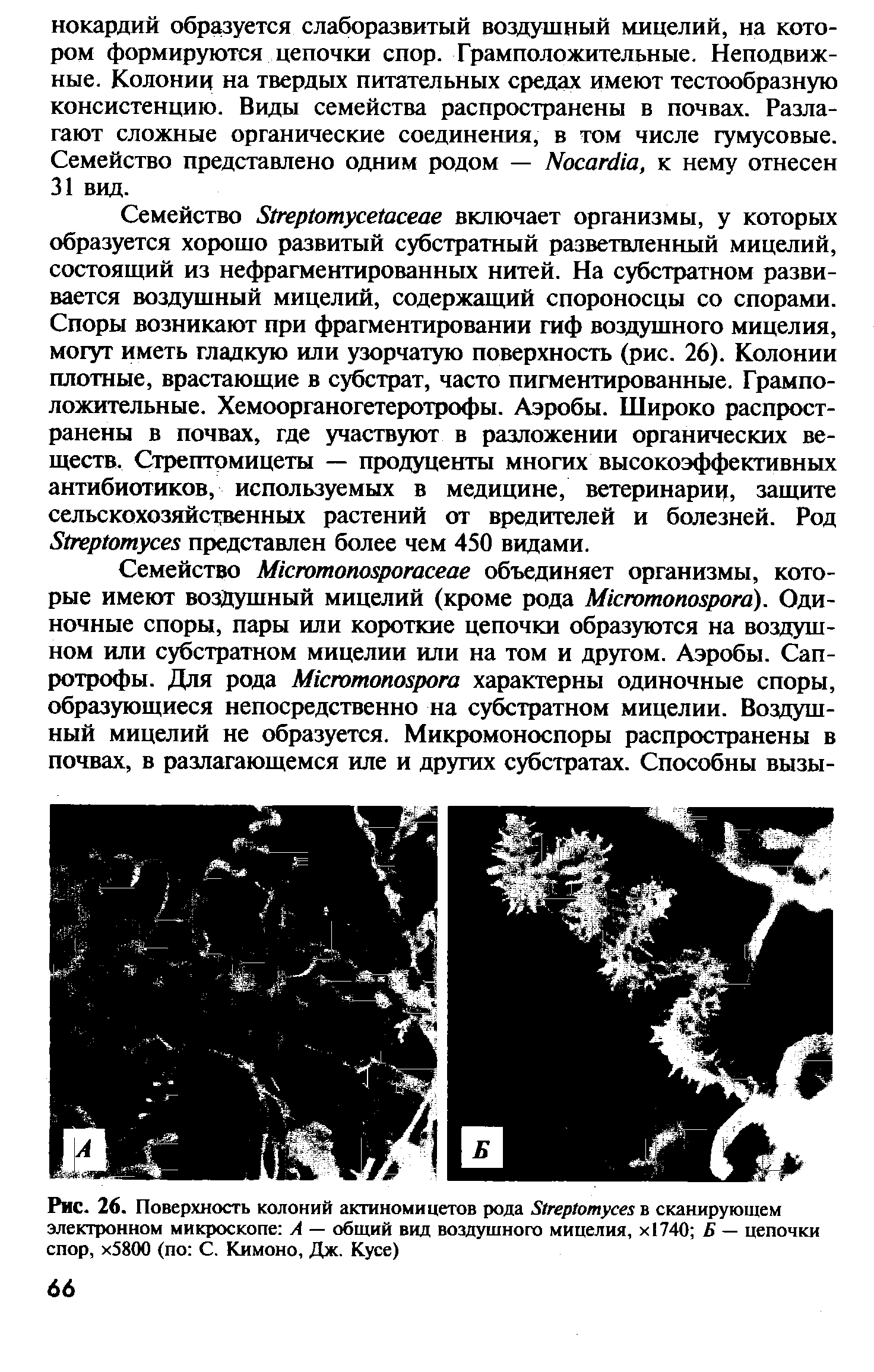 Рис. 26. Поверхность колоний актиномицетов рода Б1гер1отусе в сканирующем электронном микроскопе А — общий вид воздушного мицелия, х1740 Б — цепочки спор, х5800 (по С. Кимоно, Дж. Кусе)...