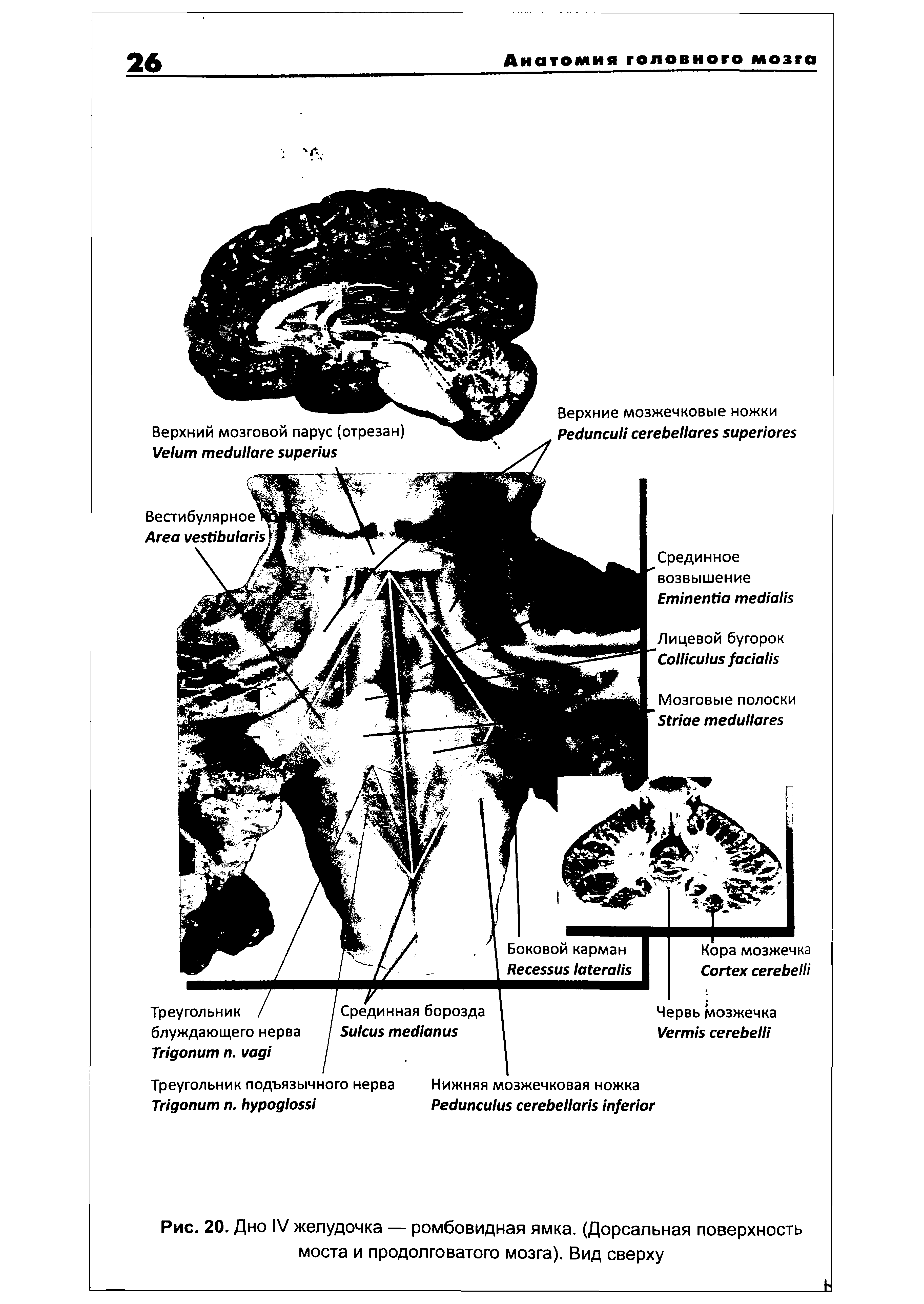 Рис. 20. Дно IV желудочка — ромбовидная ямка. (Дорсальная поверхность моста и продолговатого мозга). Вид сверху...