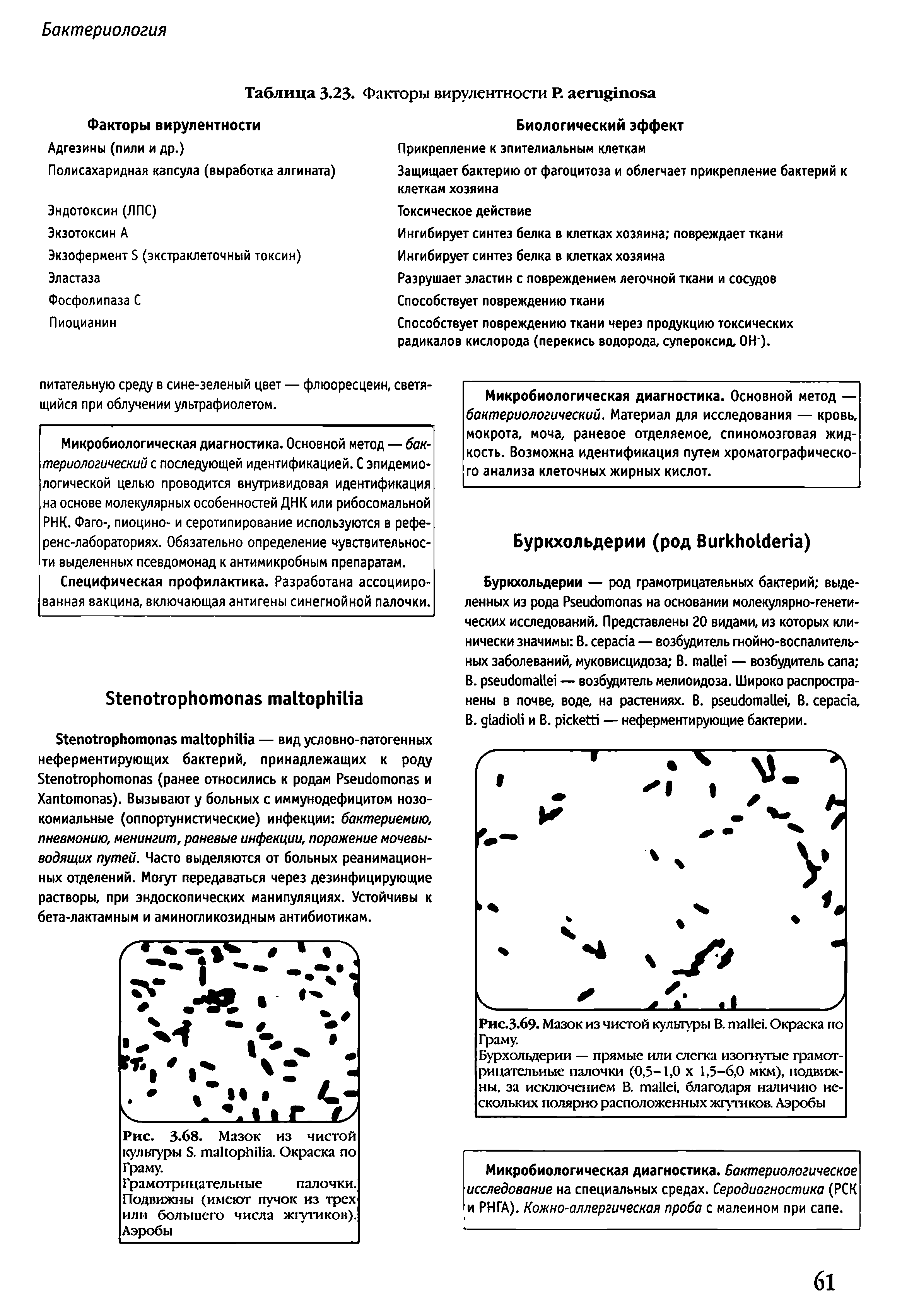 Рис.3.69. Мазок из чистой культуры В. . Окраска по Граму.