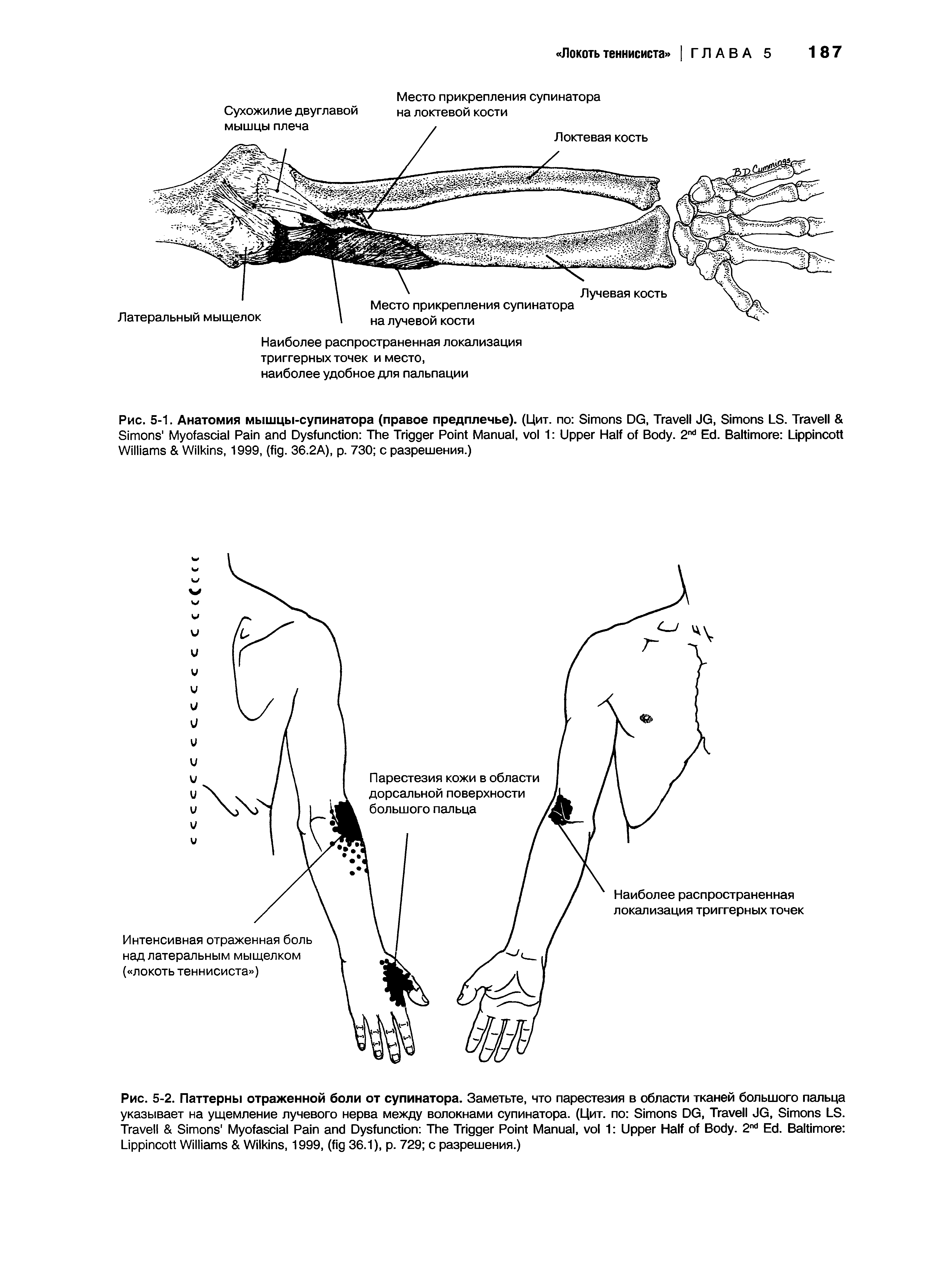 Рис. 5-1. Анатомия мышцы-супинатора (правое предплечье). (Цит. по S DG, T JG, S LS. T ...