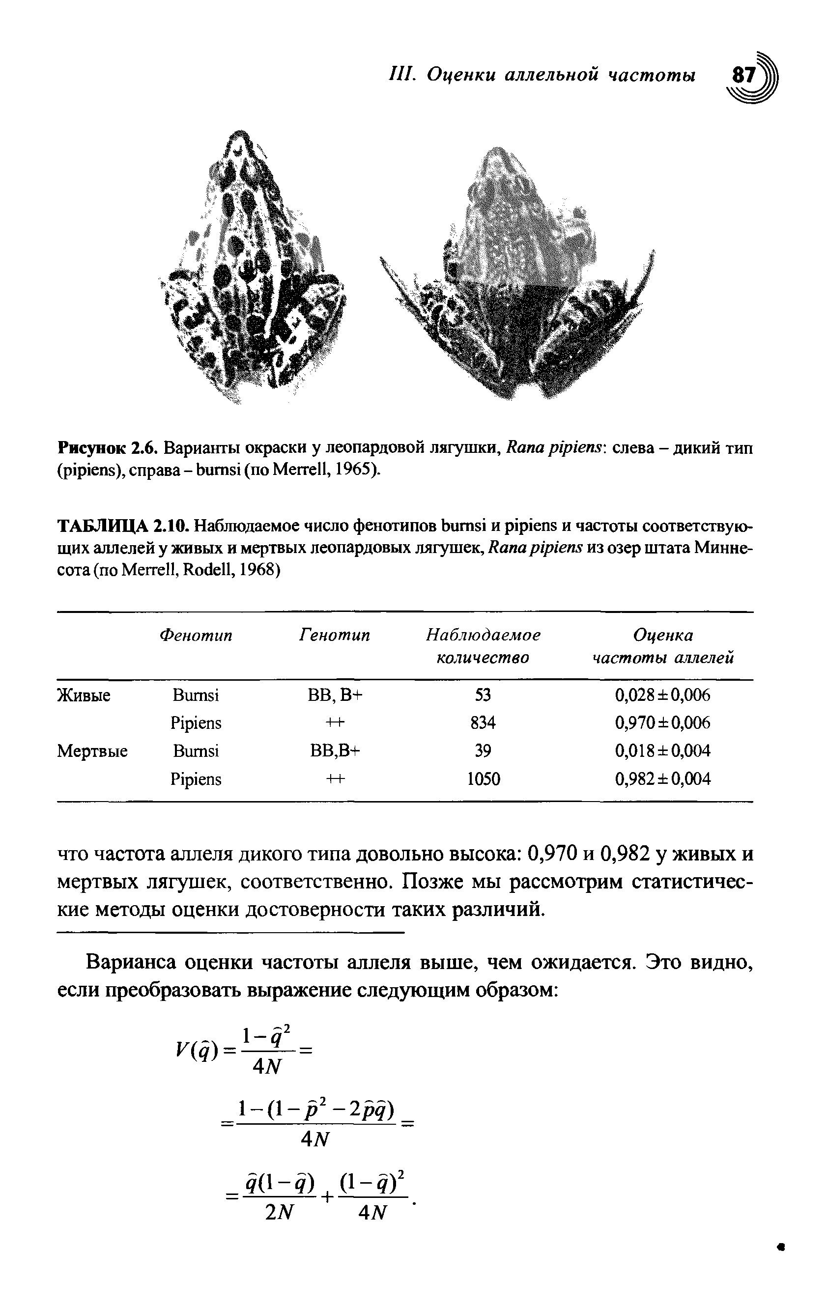 Рисунок 2.6. Варианты окраски у леопардовой лягушки, R -, слева - дикий тип ( ), справа - (по M , 1965).