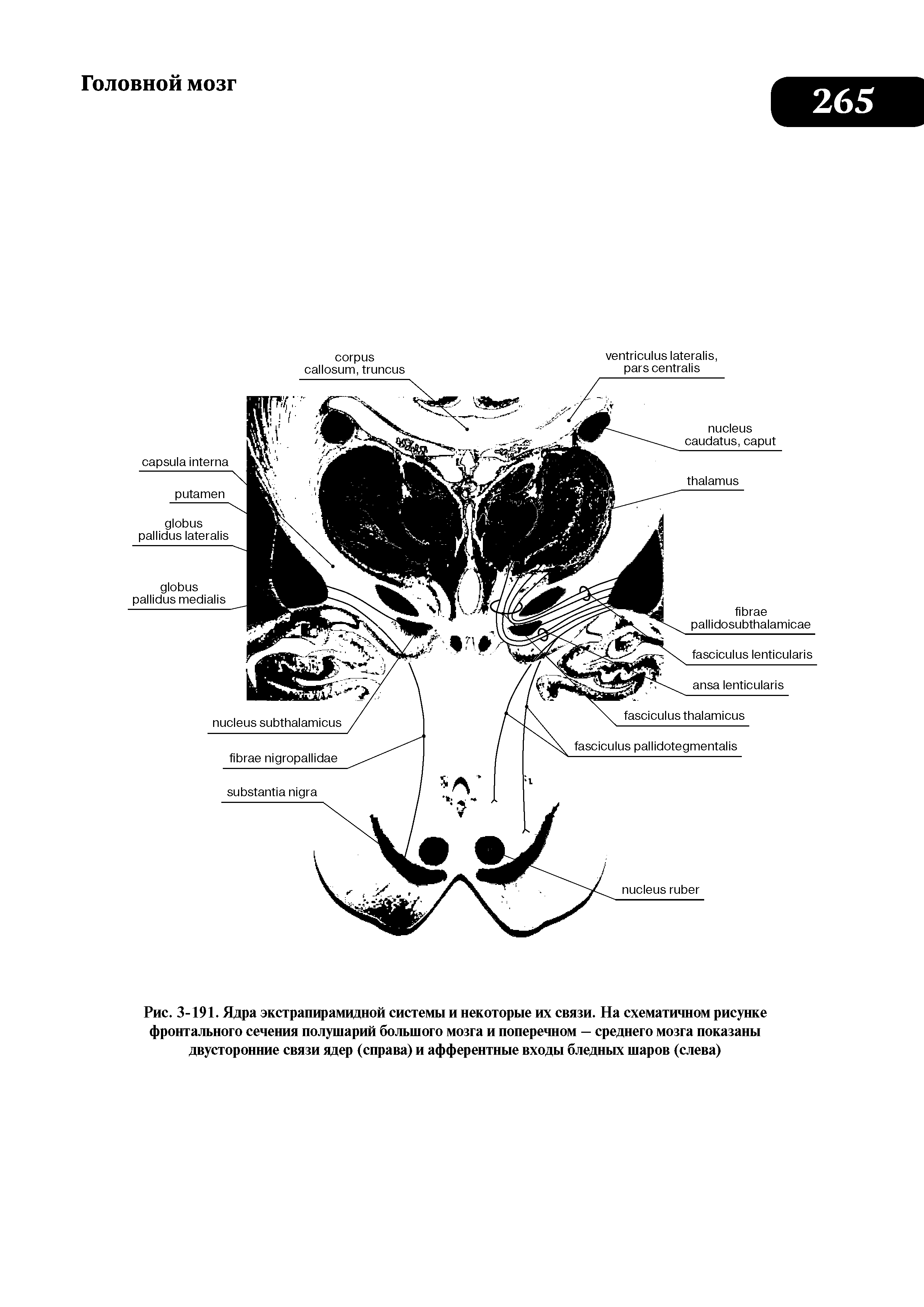 Рис. 3-191. Ядра экстрапирамидной системы и некоторые их связи. На схематичном рисунке фронтального сечения полушарий большого мозга и поперечном — среднего мозга показаны двусторонние связи ядер (справа) и афферентные входы бледных шаров (слева)...