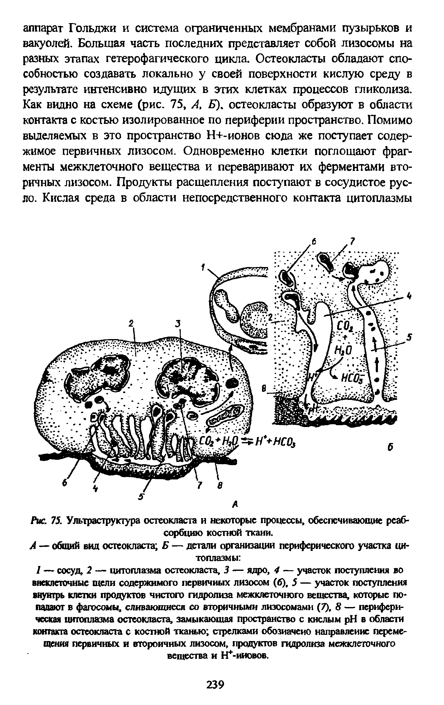 Рис. 75. Ультраструктура остеокласта и некоторые процессы, обеспечивающие реабсорбцию костной ткани.