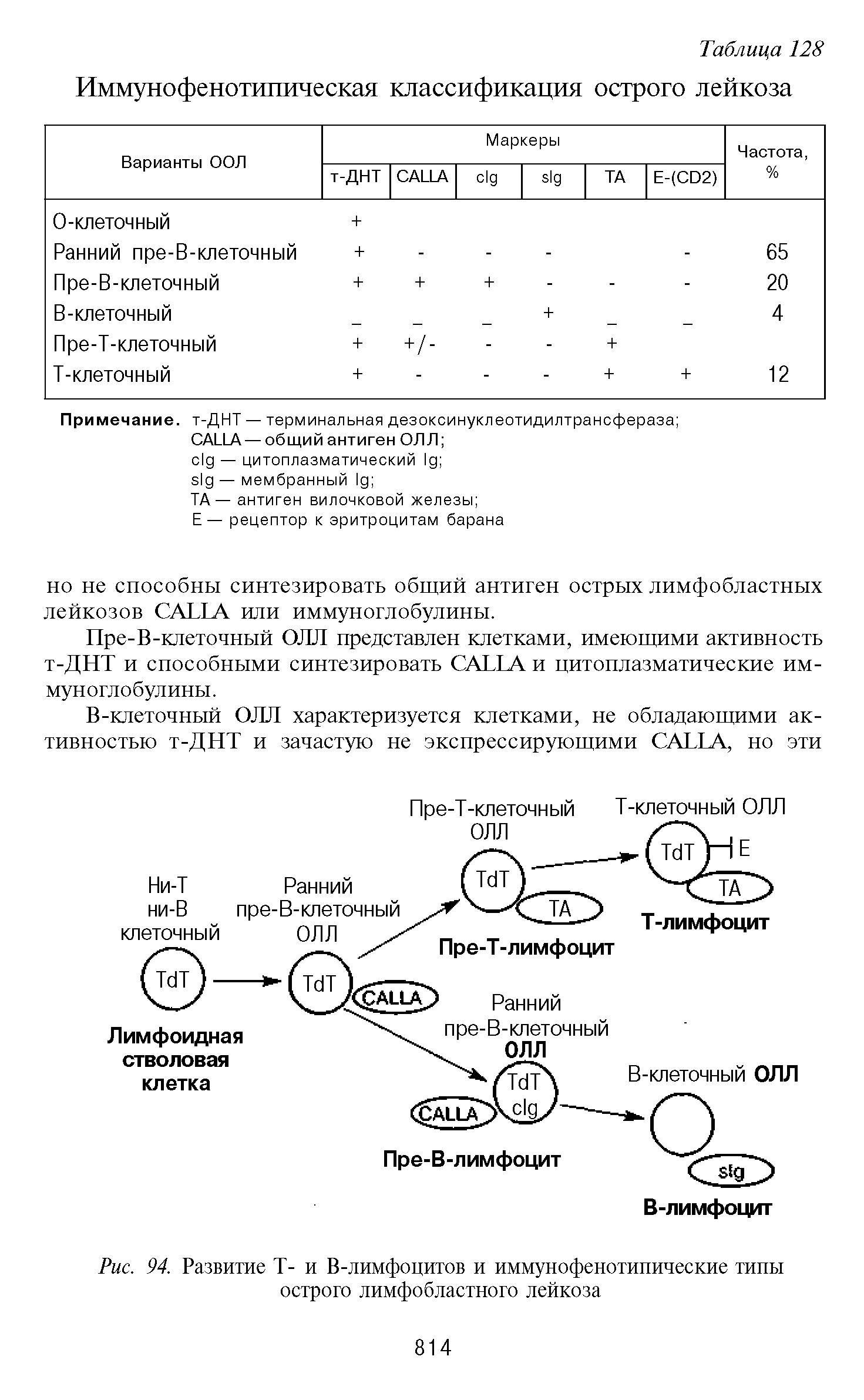 Рис. 94. Развитие Т- и В-лимфоцитов и иммунофенотипические типы острого лимфобластного лейкоза...