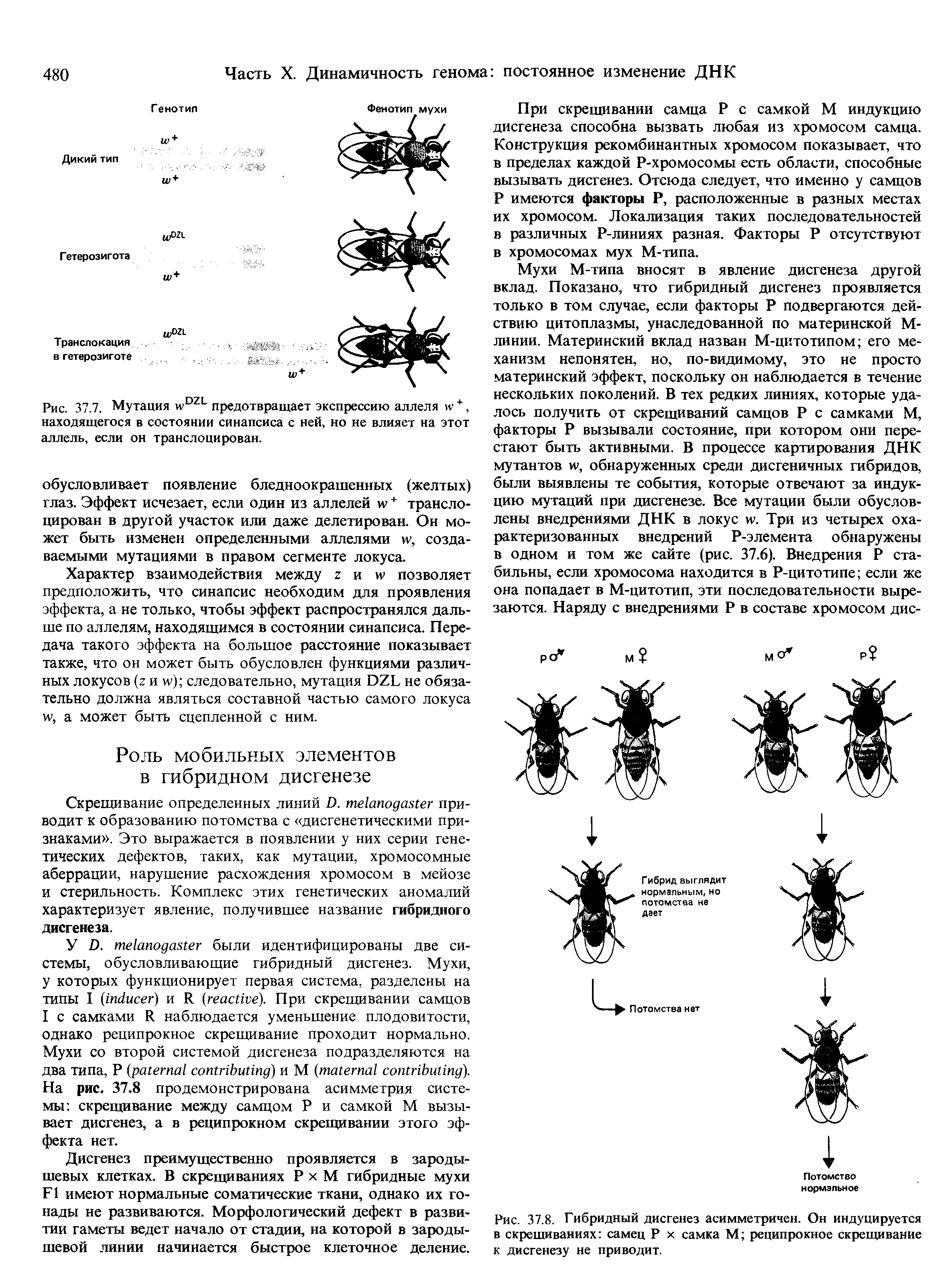 Рис. 37.8. Гибридный дисгенез асимметричен. Он индуцируется в скрещиваниях самец Р х самка М реципрокное скрещивание к дисгенезу не приводит.