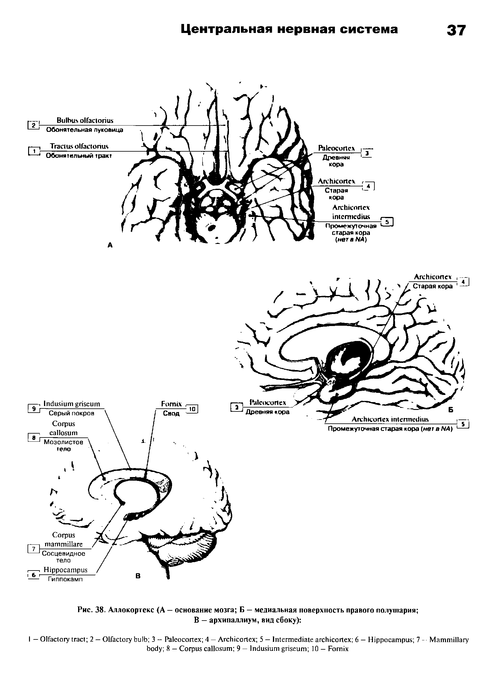 Рис. 38. Аллокортекс (A — основание мозга Б — медиальная поверхность правого полушария В — архипаллиум, вид сбоку) ...