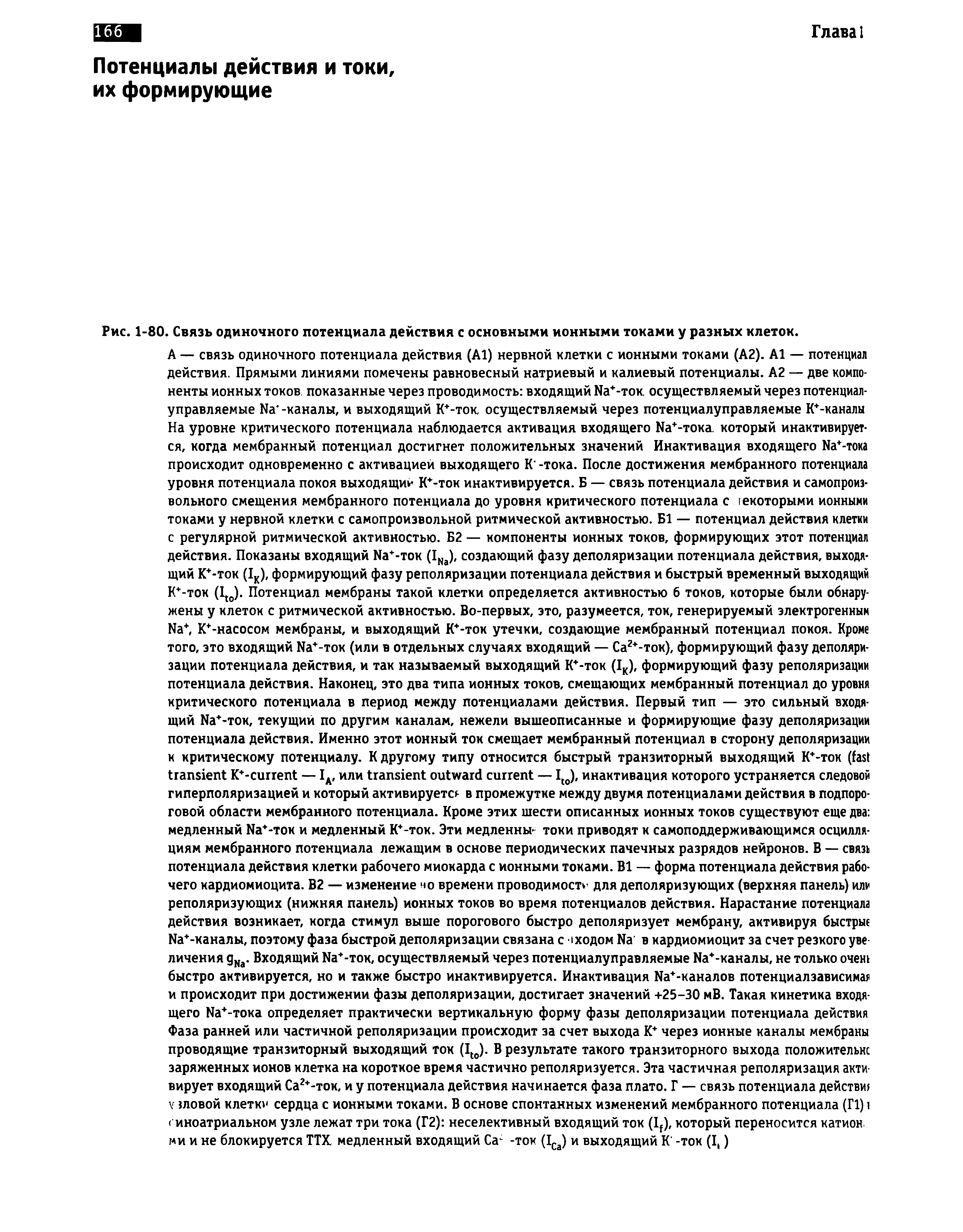 Рис. 1-80. Связь одиночного потенциала действия с основными ионными токами у разных клеток.