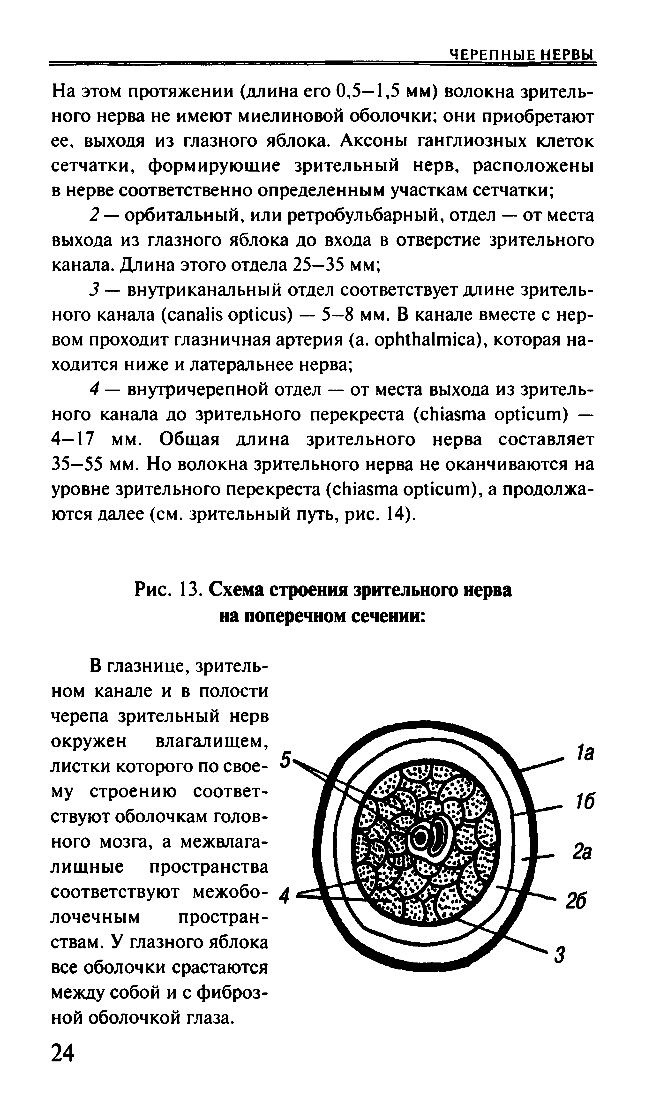 Рис. 13. Схема строения зрительного нерва на поперечном сечении ...