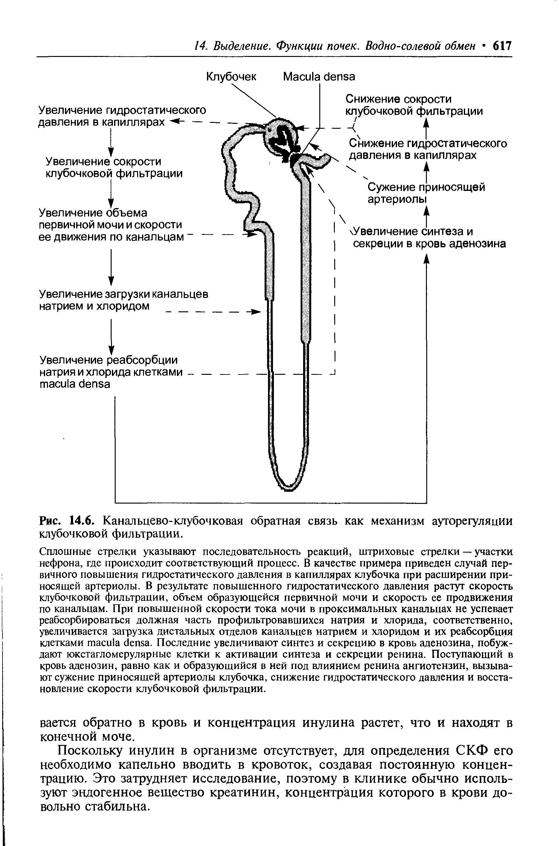 Рис. 14.6. Канальцево-клубочковая обратная связь как механизм ауторегуляции клубочковой фильтрации.