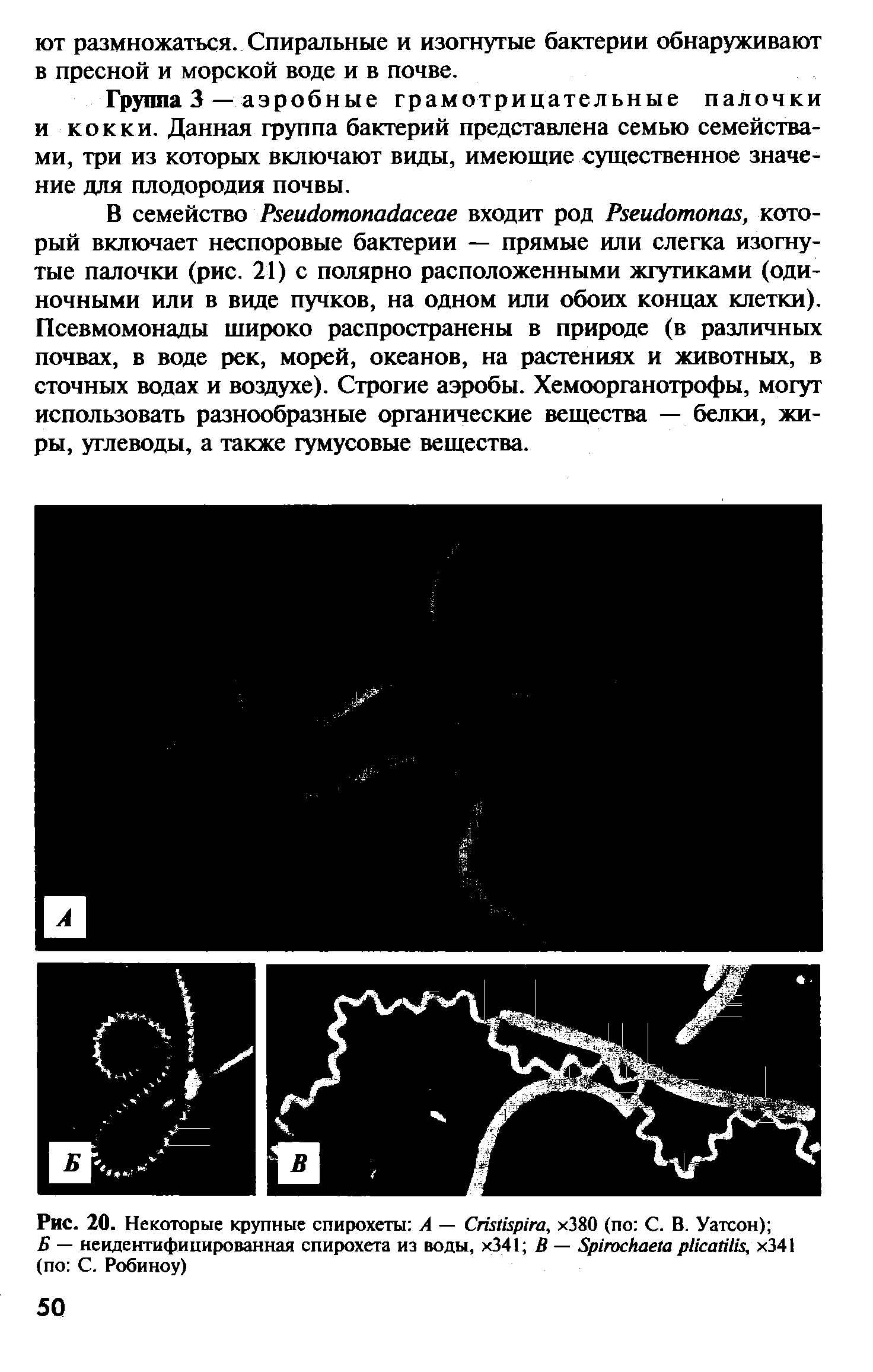 Рис. 20. Некоторые крупные спирохеты А — C , х38О (по С. В. Уатсон) ...