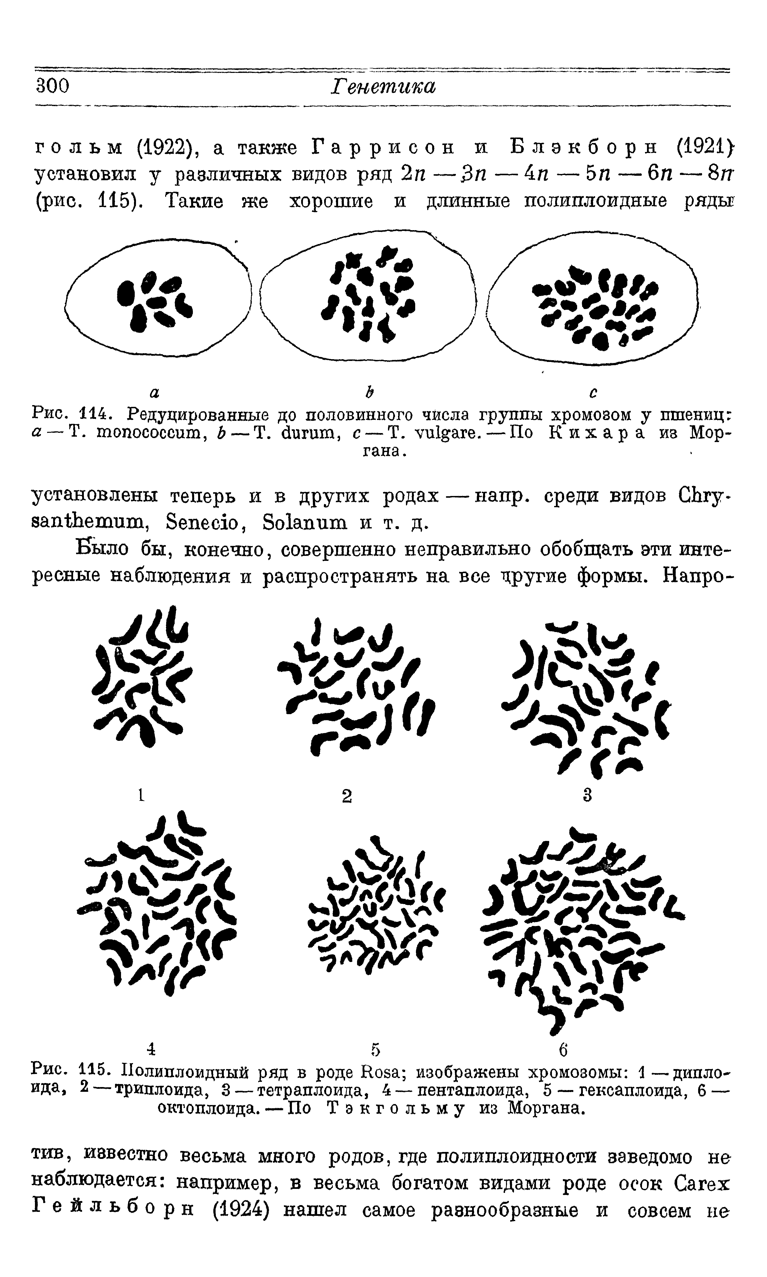 Рис. 115. Полиплоидный ряд в роде R изображены хромозомы 1 — дипло-ида, 2—триплоида, 3 — тетраплоида, 4 — пентаплоида, 5 — гексаплоида, 6 —...