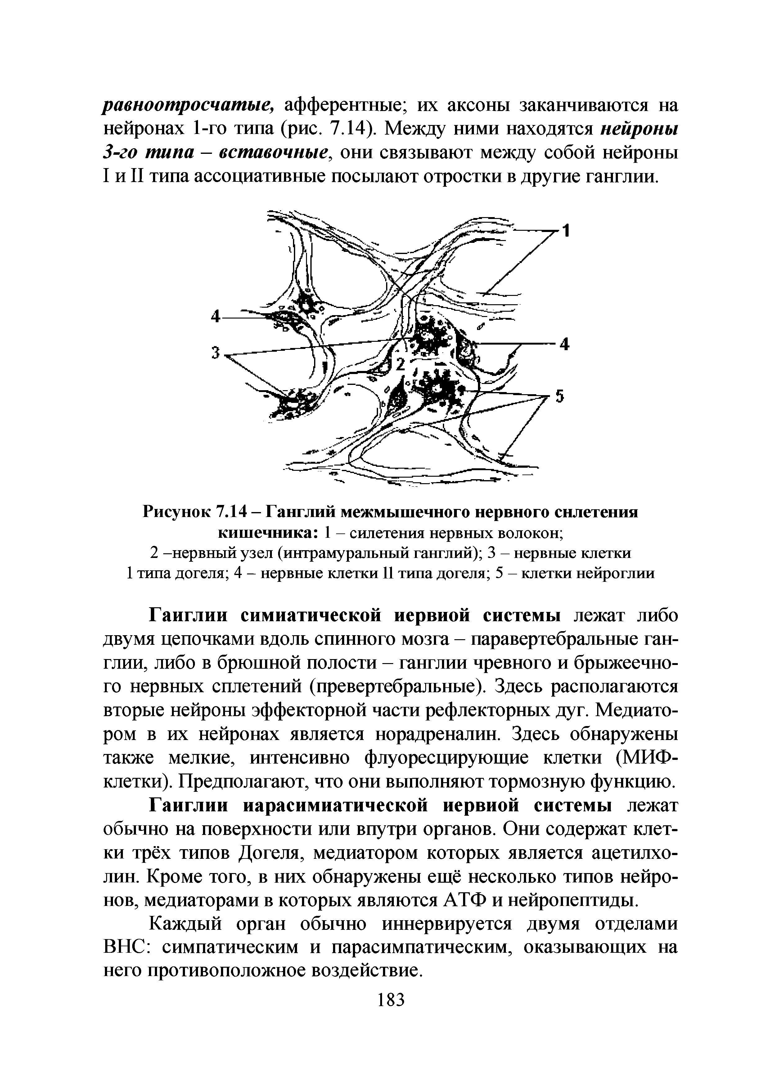 Рисунок 7.14 - Ганглий межмышечного нервного снлетения кишечника 1 - сплетения нервных волокон ...