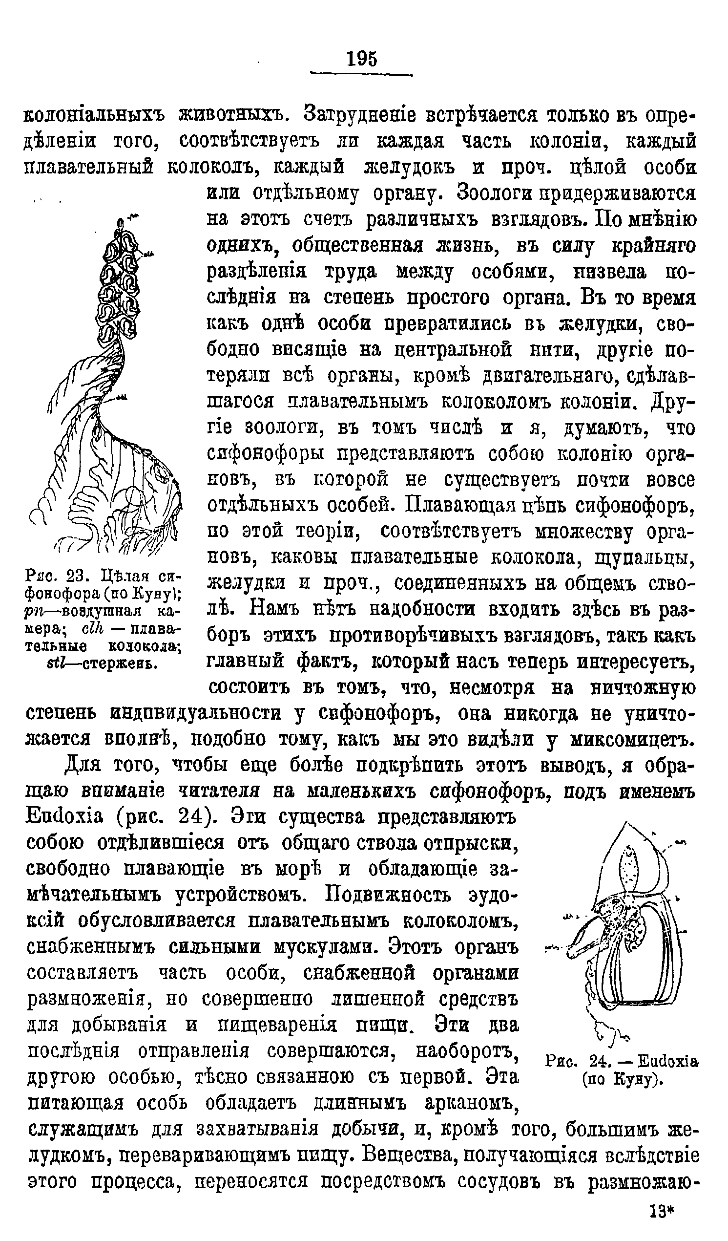 Рис. 23. Ц Влая си-фонофора (по Куну) рп—воздушная камера с1к — плавательные колокола ...