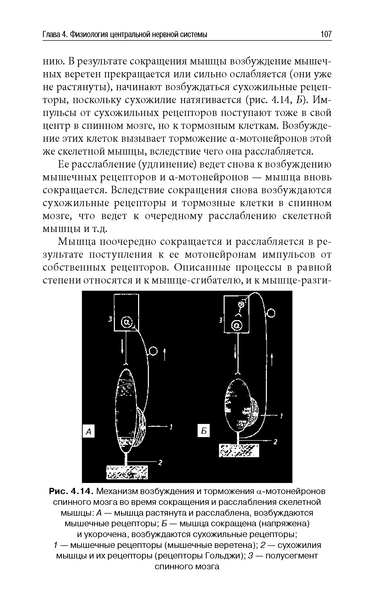Рис. 4.14. Механизм возбуждения и торможения а-мотонейронов спинного мозга во время сокращения и расслабления скелетной мышцы А — мышца растянута и расслаблена, возбуждаются мышечные рецепторы Б — мышца сокращена (напряжена) и укорочена, возбуждаются сухожильные рецепторы ...