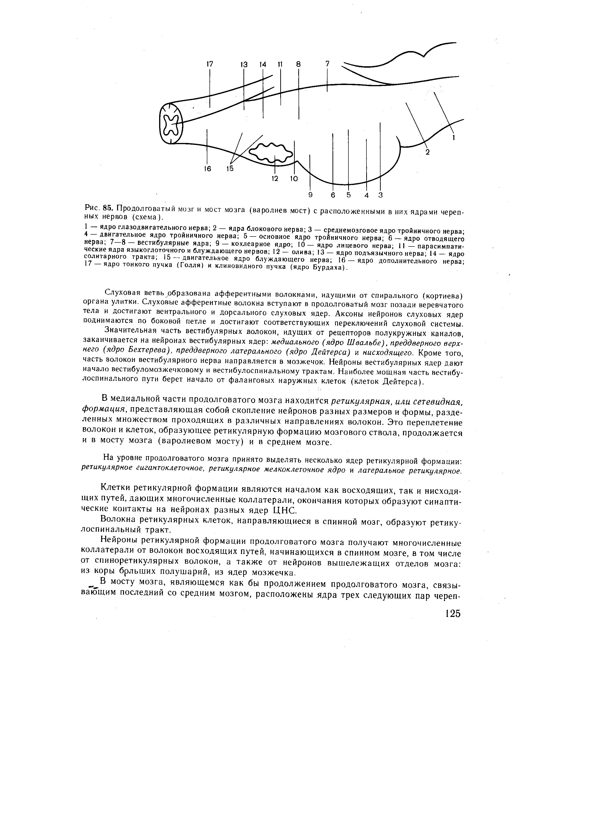 Рис. 85. Продолговатый мозг и мост мозга (варолиев мост) с расположенными в них ядрами черепных нервов (схема).