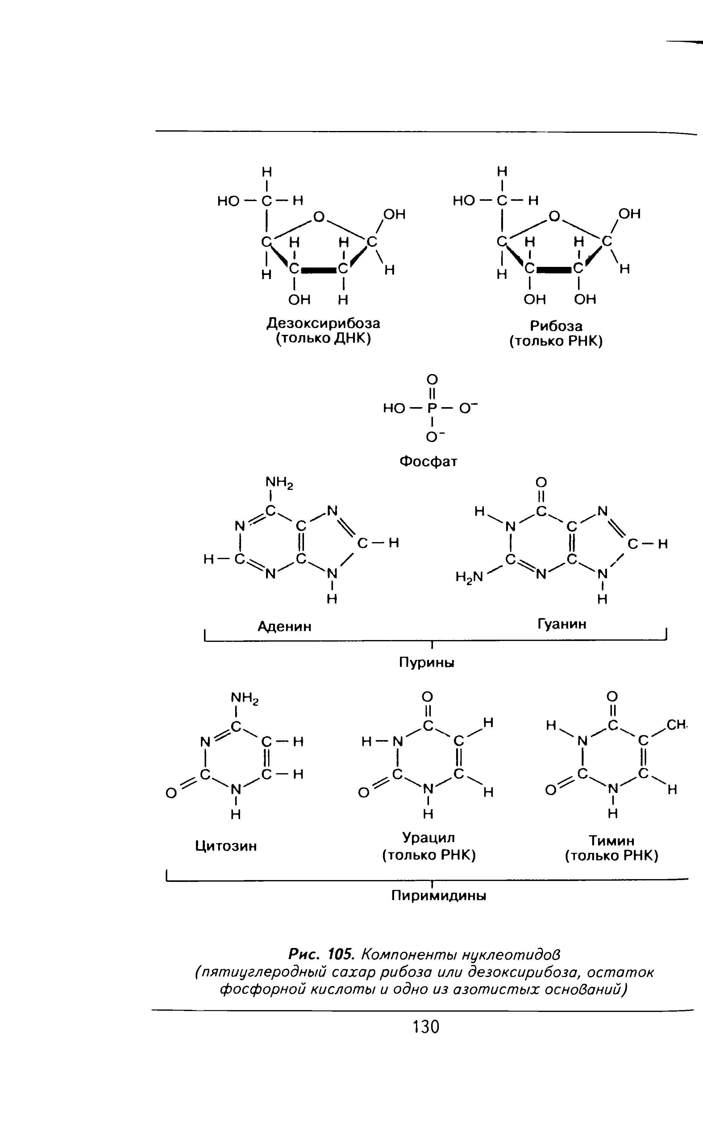 Рис. 105. Компоненты нуклеотидов (пятиуглеродный сахар рибоза или дезоксирибоза, остаток фосфорной кислоты и одно из азотистых оснований)...