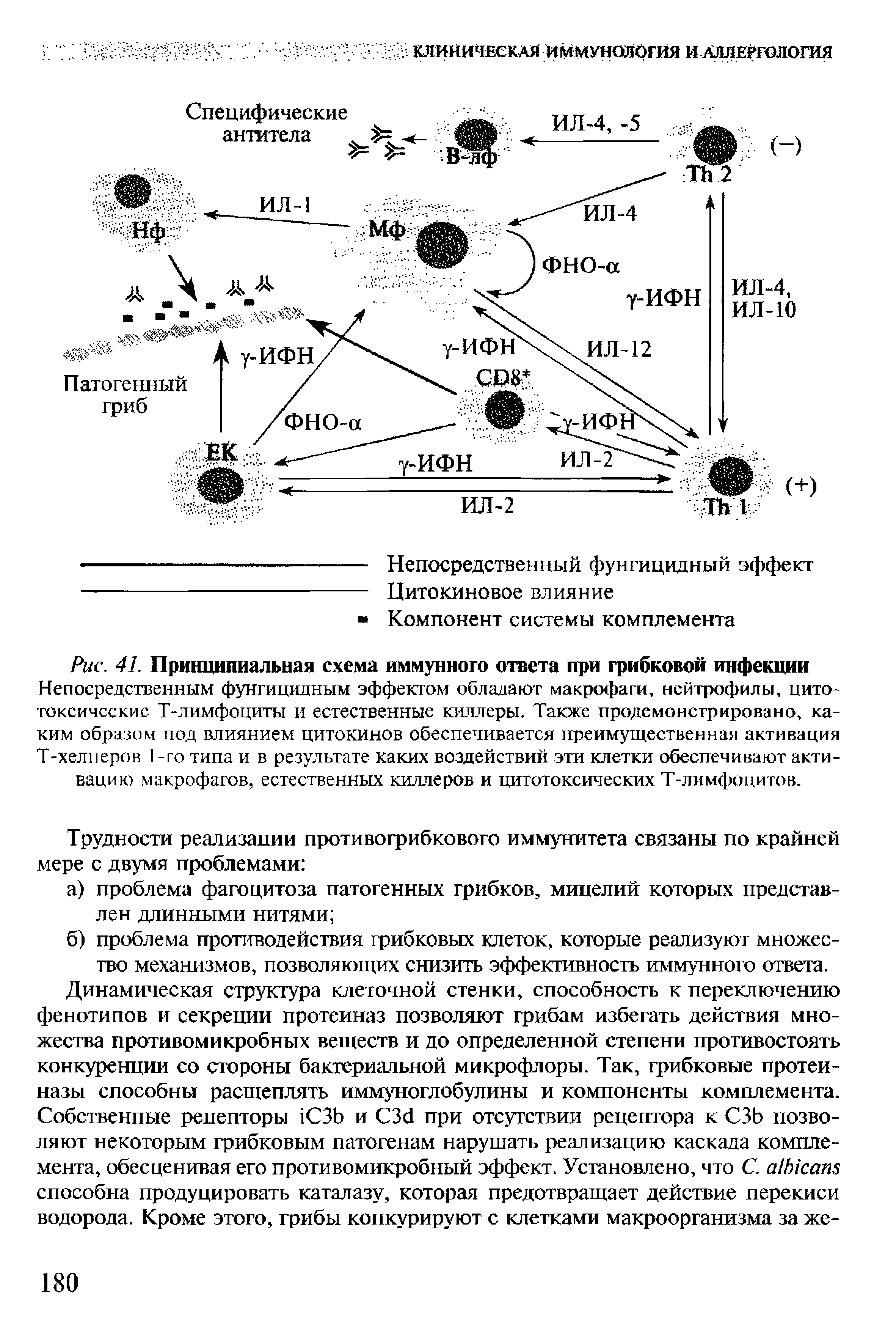 Рис. 41. Принципиальная схема иммунного ответа при грибковой инфекции...