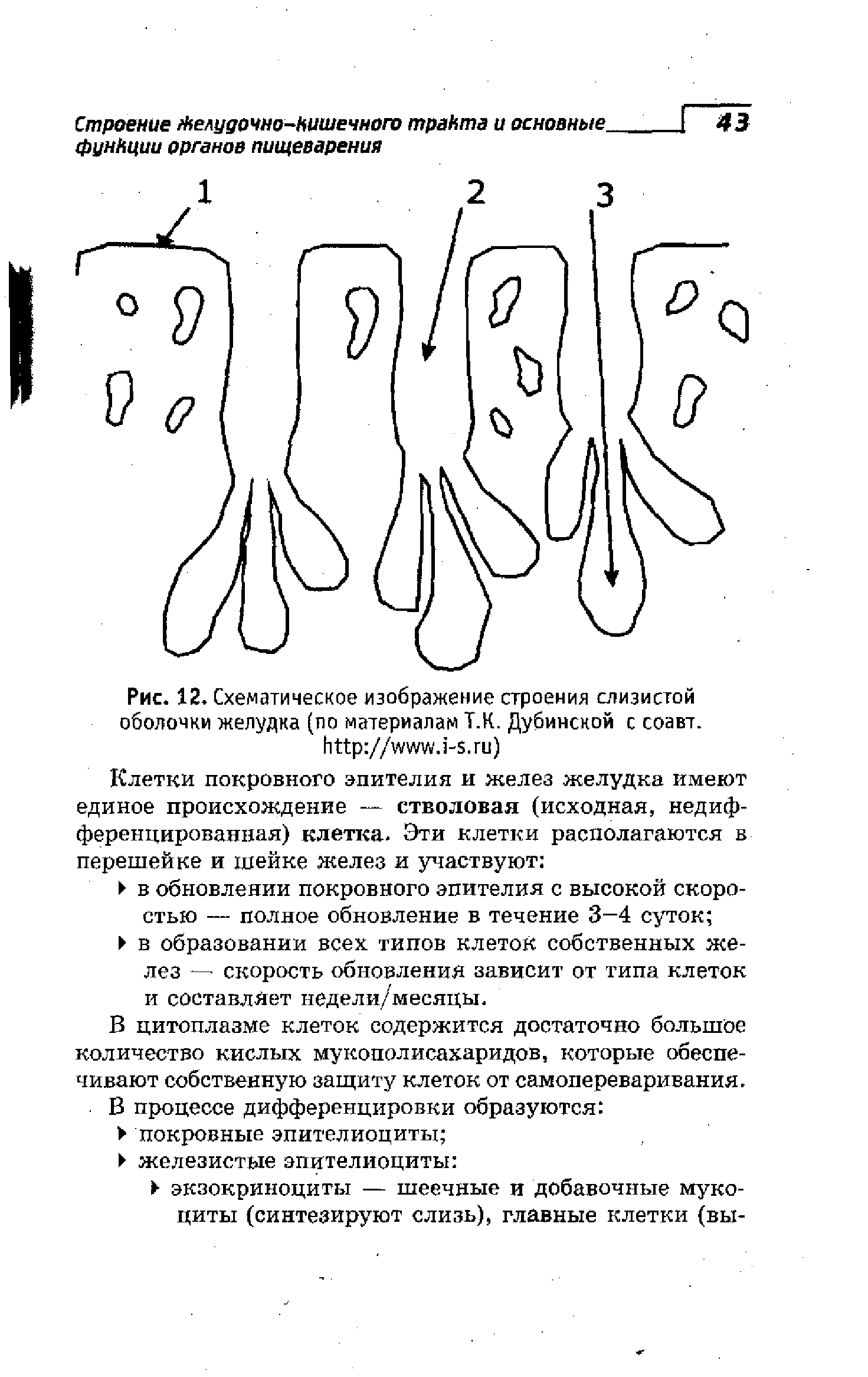 Рис. 12. Схематическое изображение строения слизистой оболочки желудка (по материалам Т.Н. Дубинской с соавт. // . - . )...